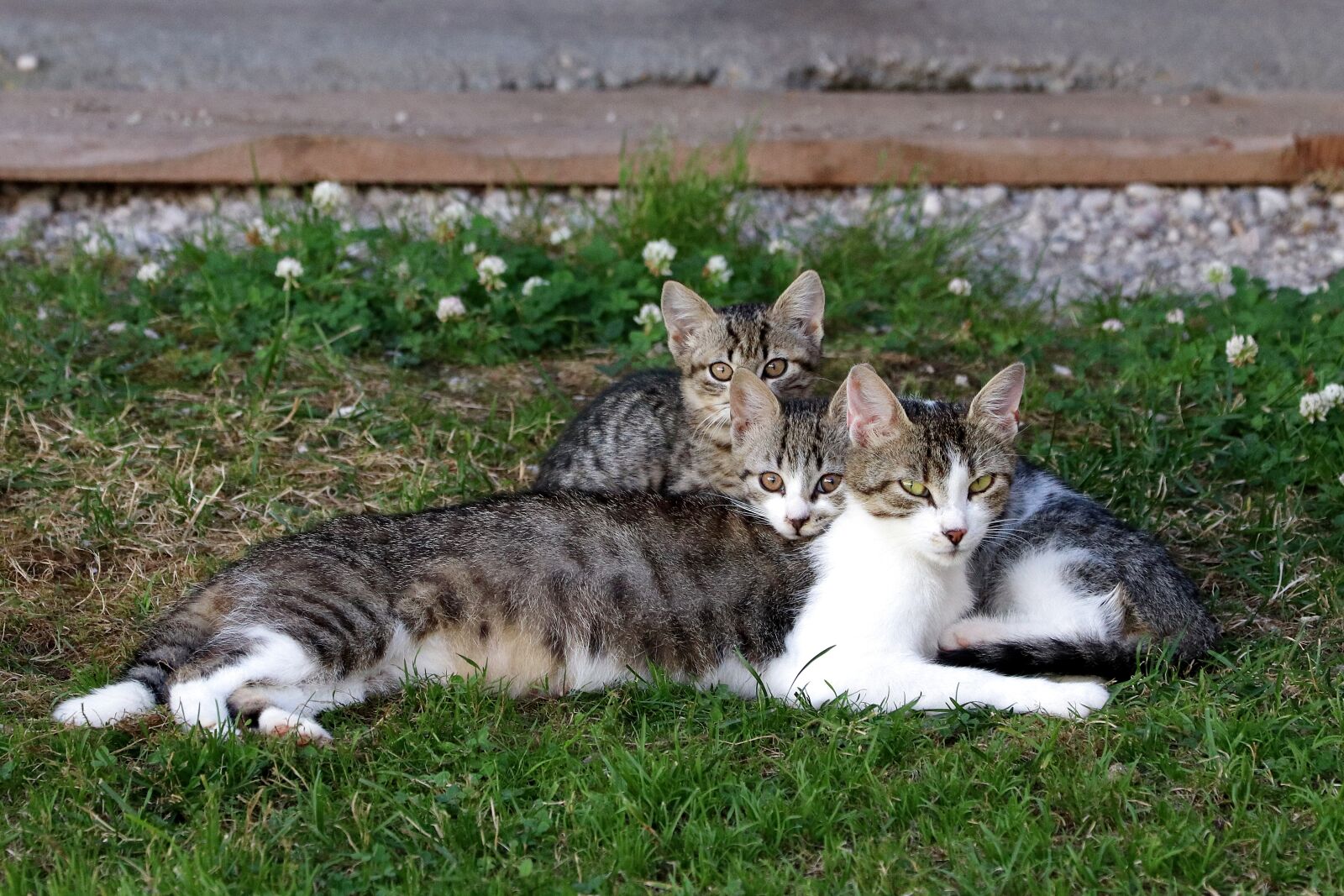 Canon EF 70-300 F4-5.6 IS II USM sample photo. Cat, young, domestic cat photography