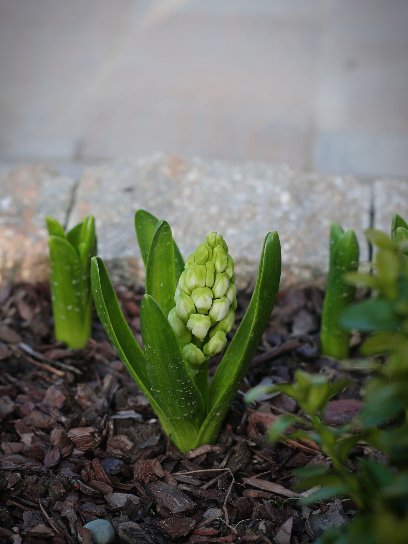 Canon EOS 70D + Canon EF 50mm F1.8 II sample photo