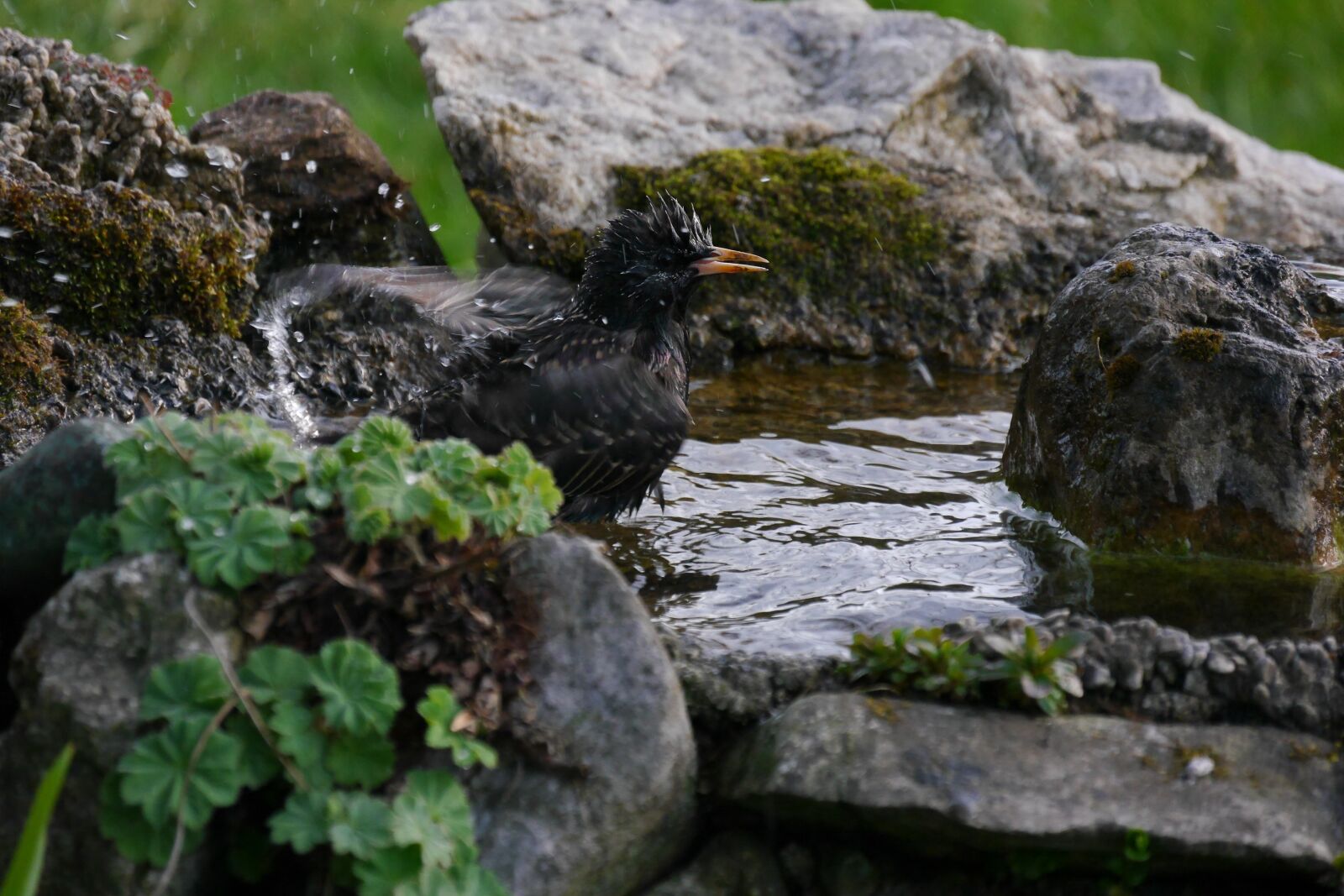 Panasonic Lumix DMC-G6 sample photo. Star, bird, bird bath photography