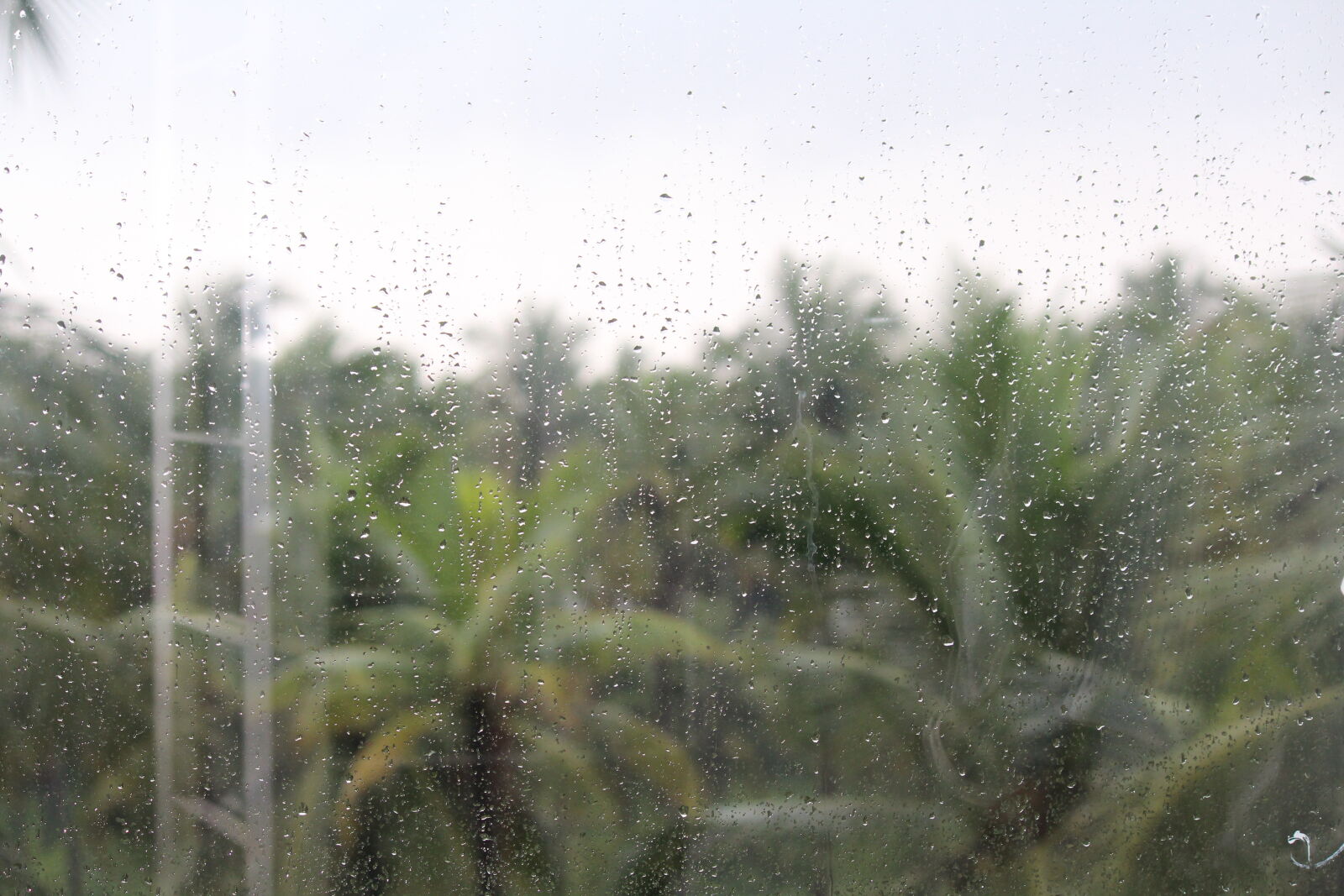 Canon EF-S 55-250mm F4-5.6 IS II sample photo. Coconut, tree, rain photography
