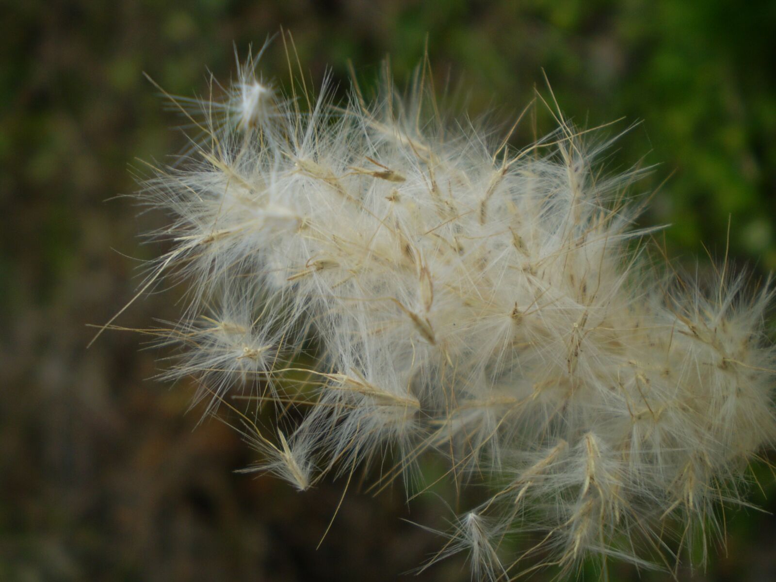 Olympus FE210,X775 sample photo. Seeds, dry, vilanos photography