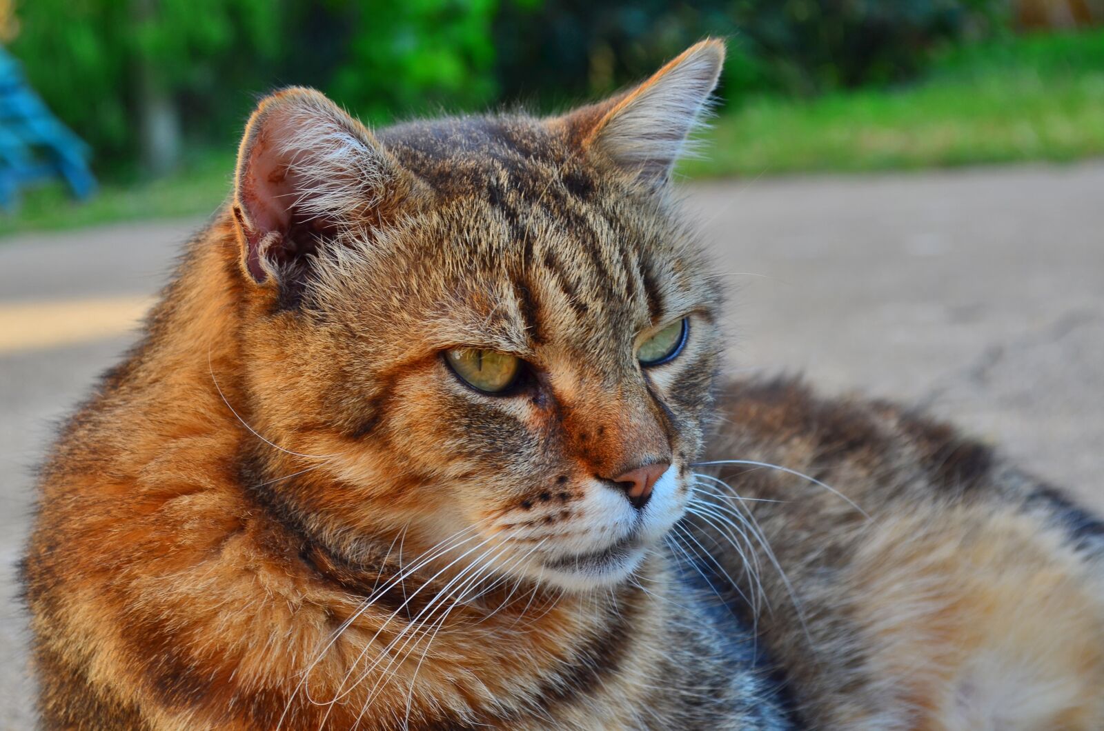 Nikon D5100 sample photo. Cat, feline, animals photography
