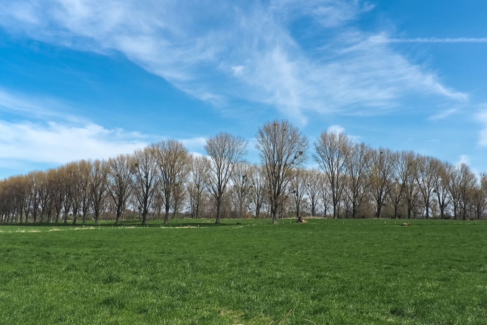 Olympus OM-D E-M10 sample photo. Landscape, meadowlands, trees photography