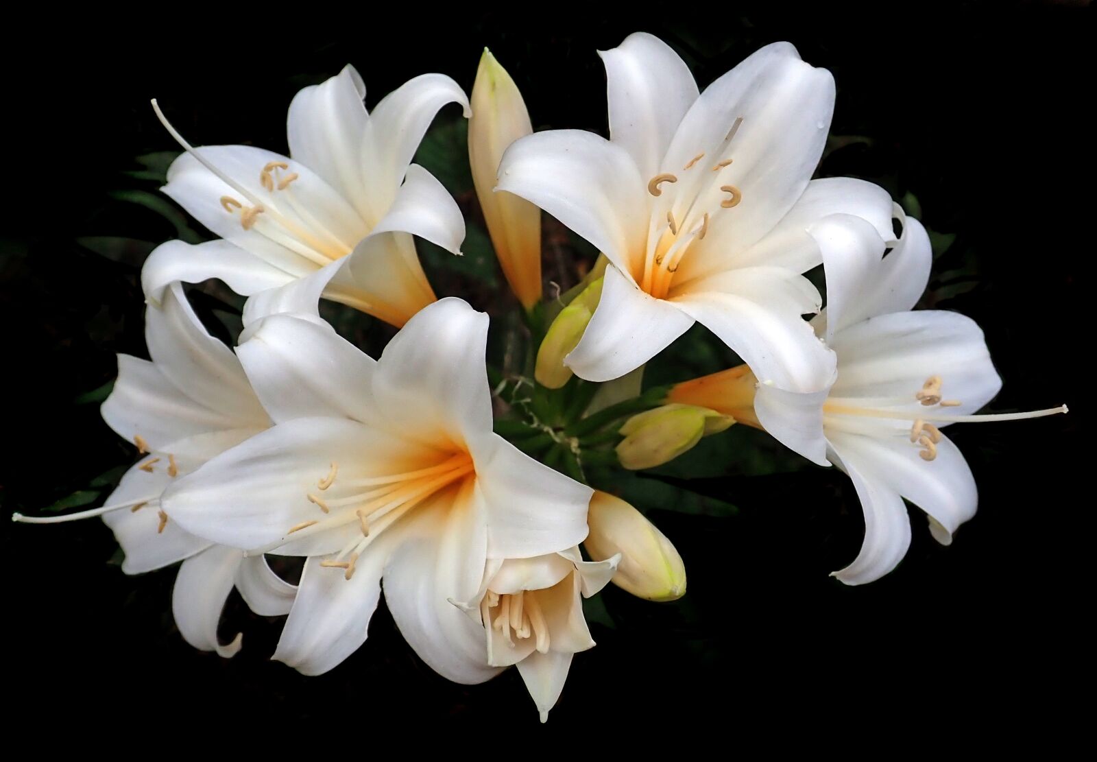 Olympus TG-5 sample photo. Lilies, easter lilies, white photography
