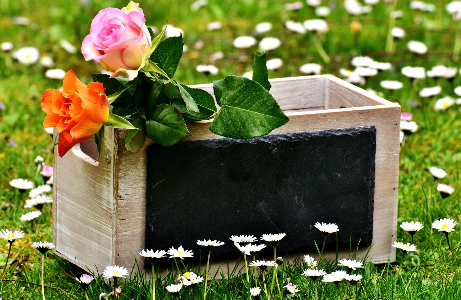 Nikon D7200 sample photo. Roses, gift, board photography