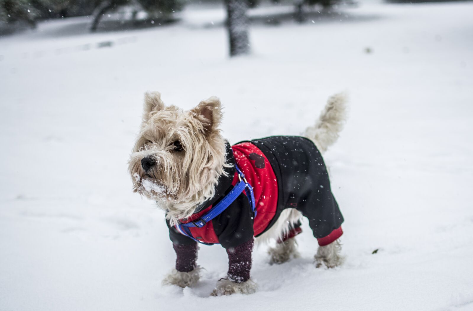 Nikon D5200 sample photo. Dog, park, woods photography