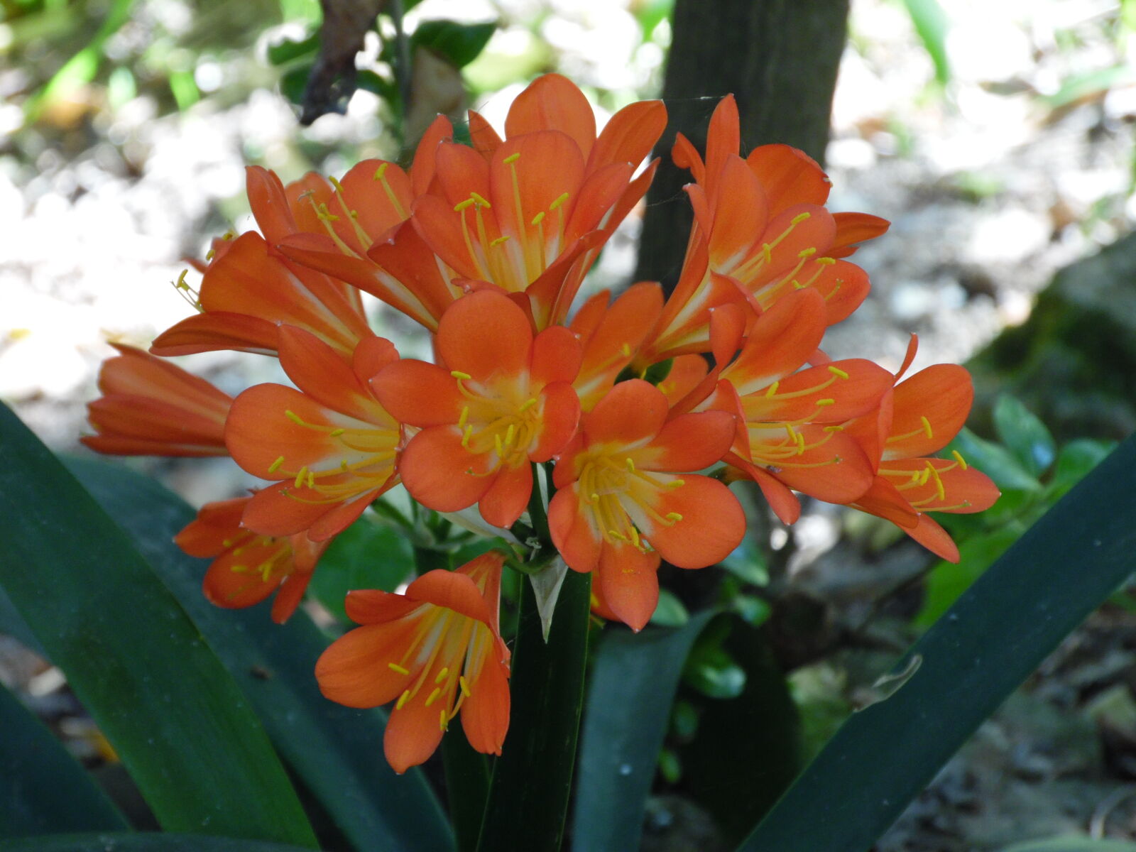 Samsung WB1100F/WB1101F/WB1102F sample photo