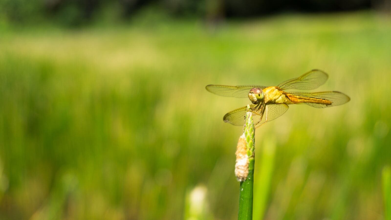 Sony E 16-50mm F3.5-5.6 PZ OSS sample photo. Dragonfly, insect, nature photography