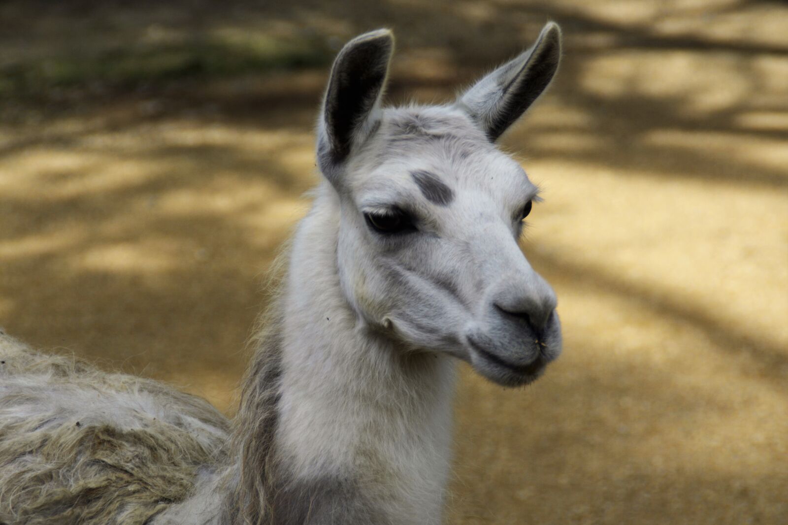 Nikon D5200 sample photo. Llama, animal, andes photography