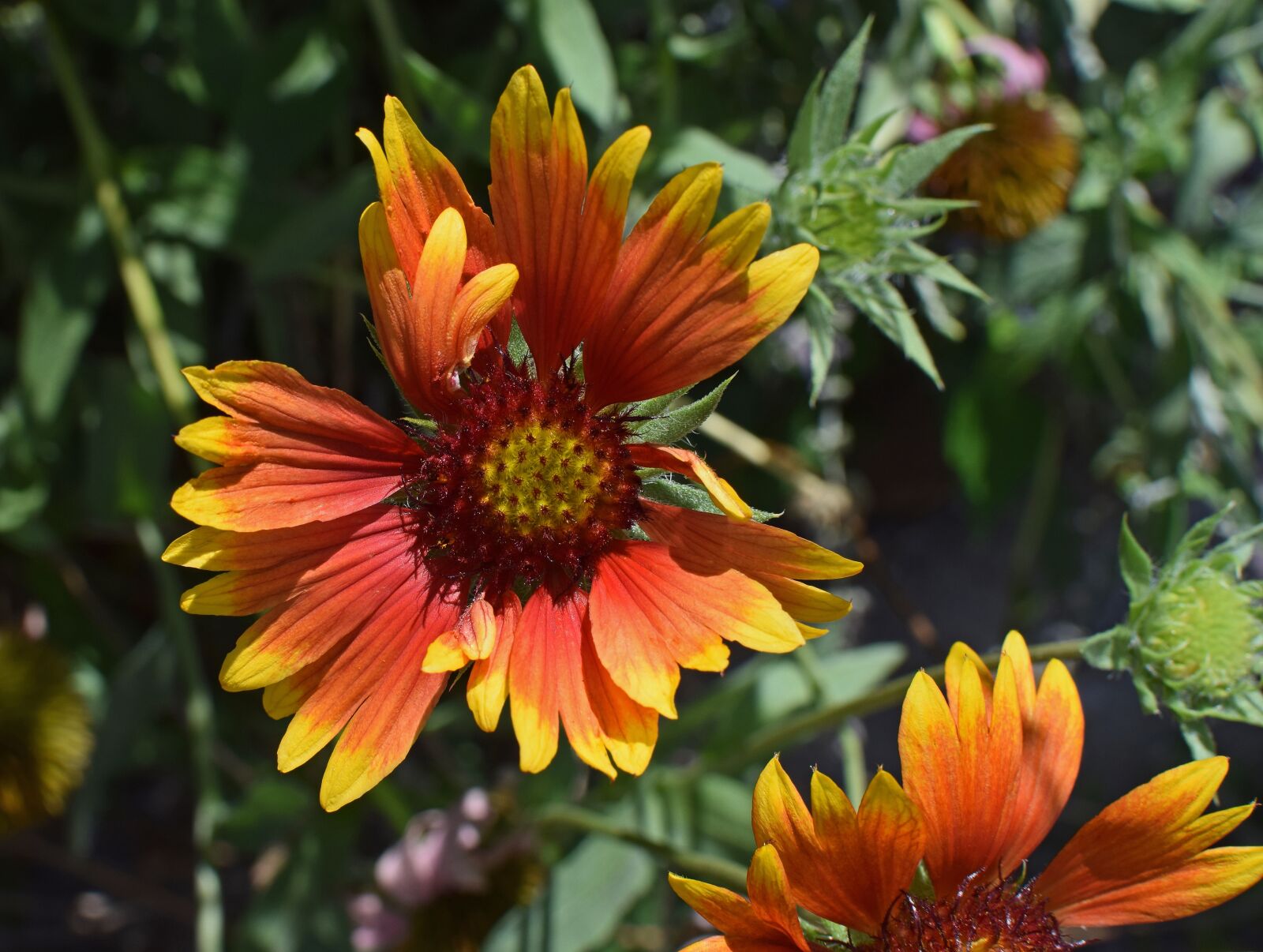 Nikon D3300 sample photo. Coreopsis, flower, blossom photography
