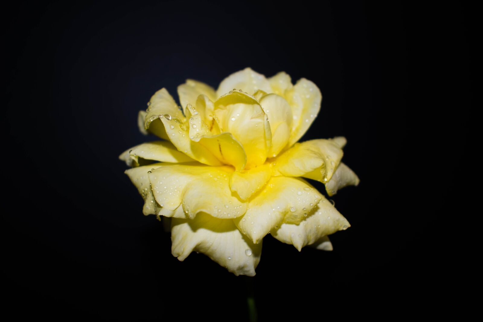 Nikon D3400 sample photo. Flower, rose, petals photography