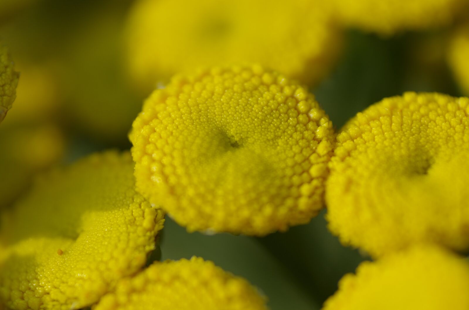 Pentax K-5 sample photo. Chervil wild, plant, chervil photography