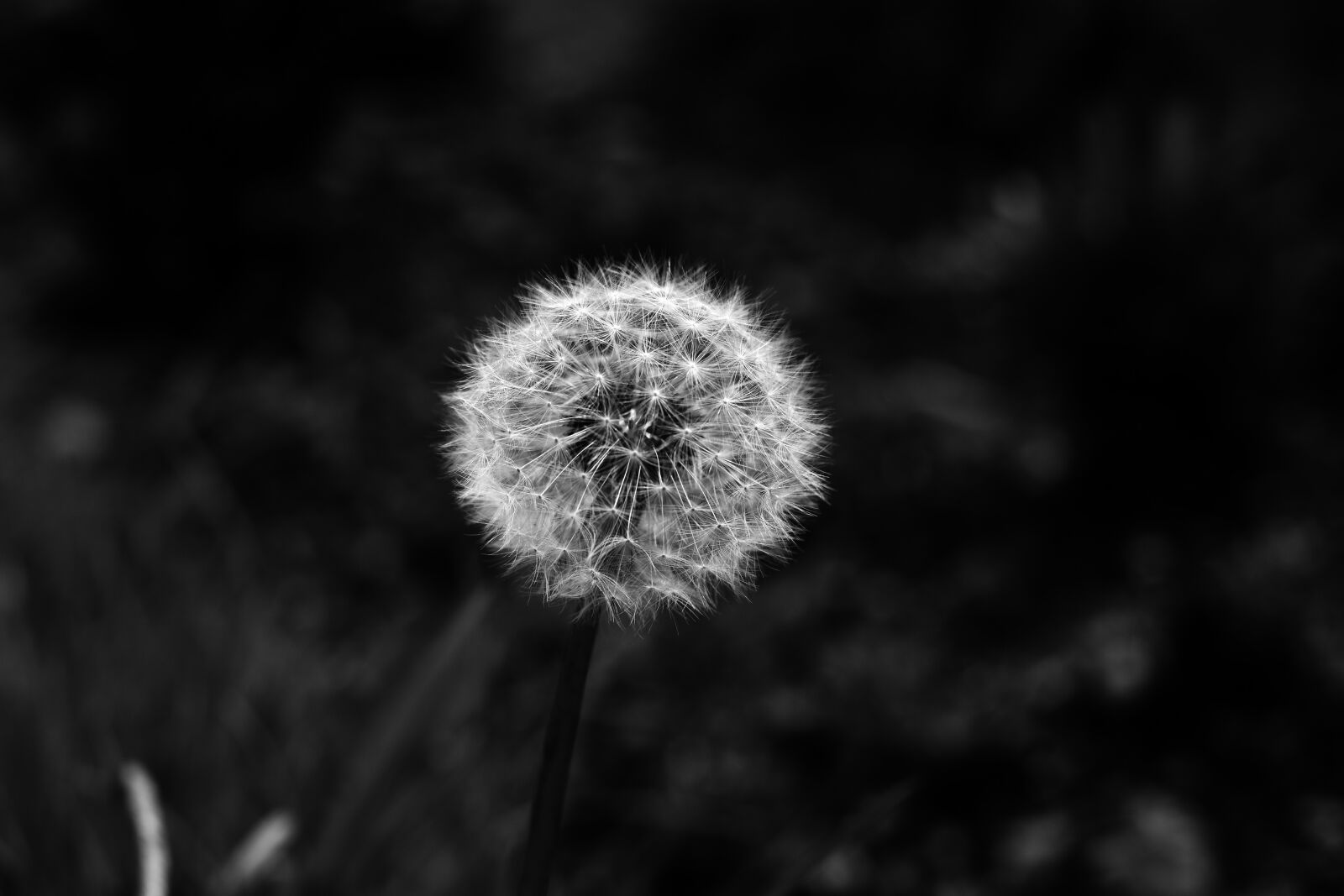 Nikon D3400 sample photo. Dandelion, nature, foreground photography