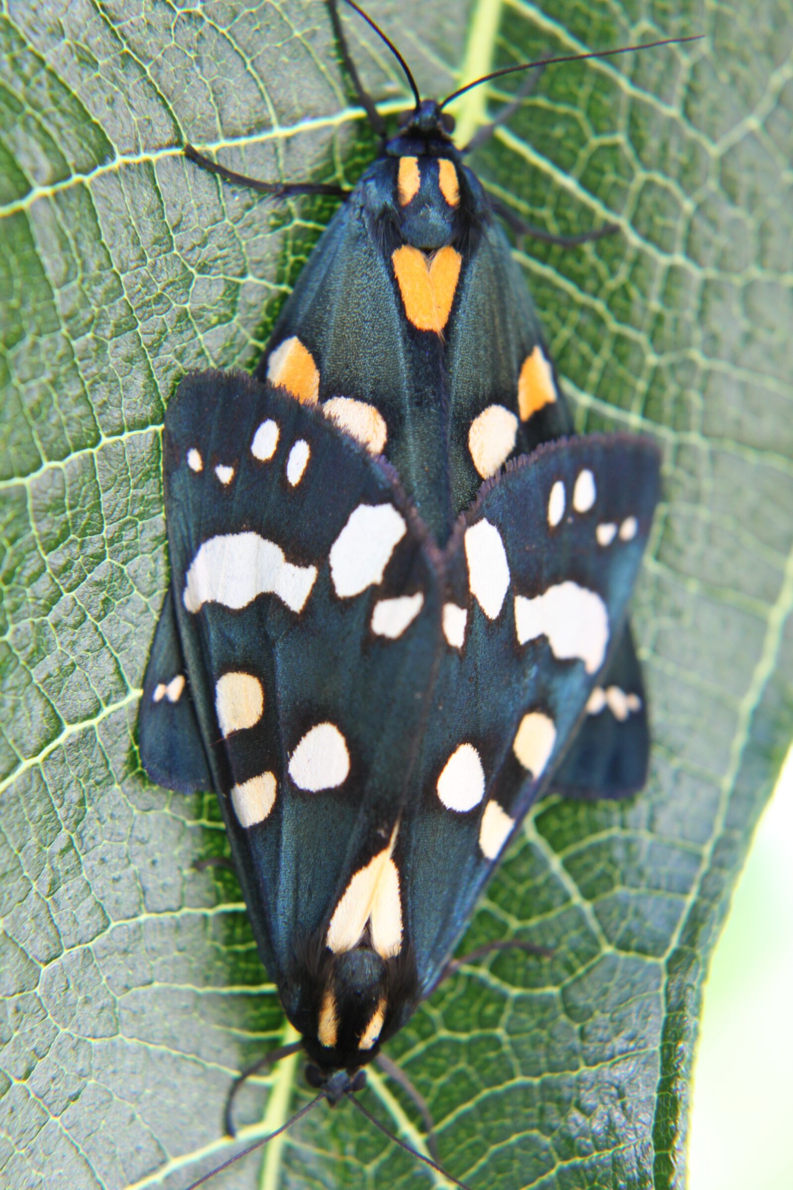 Canon EOS 500D (EOS Rebel T1i / EOS Kiss X3) sample photo. Moths, nature, insects photography