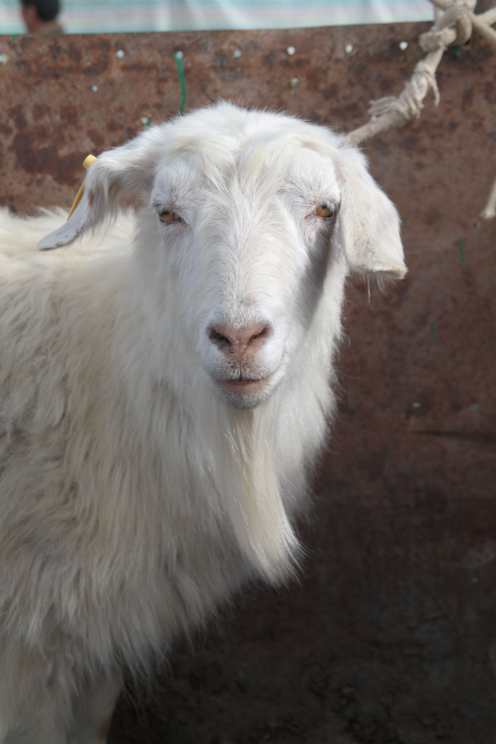 Samsung NX300M sample photo. Goat, farm, animal photography