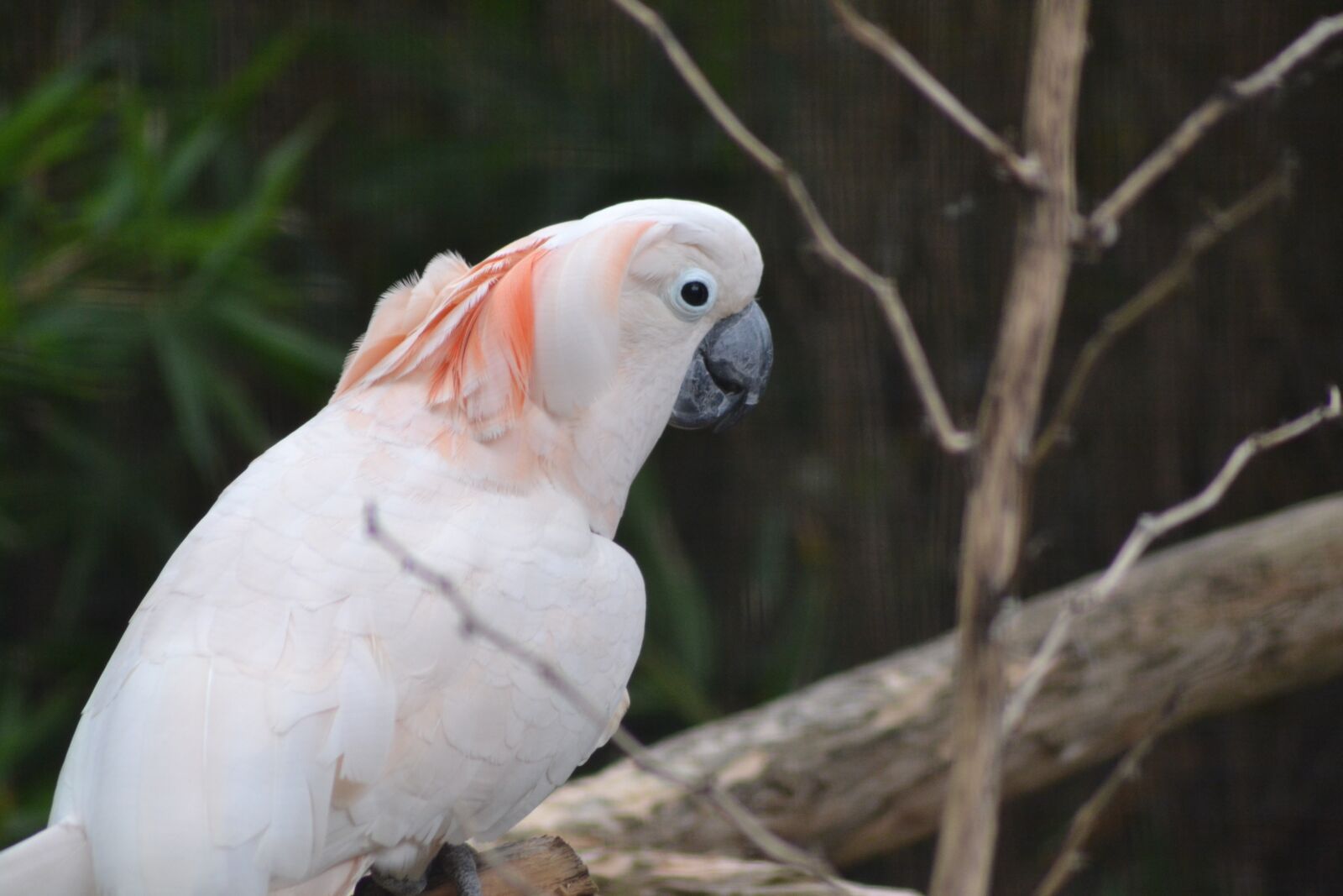 Nikon D3100 sample photo. Bird, cockatoos, parrot photography