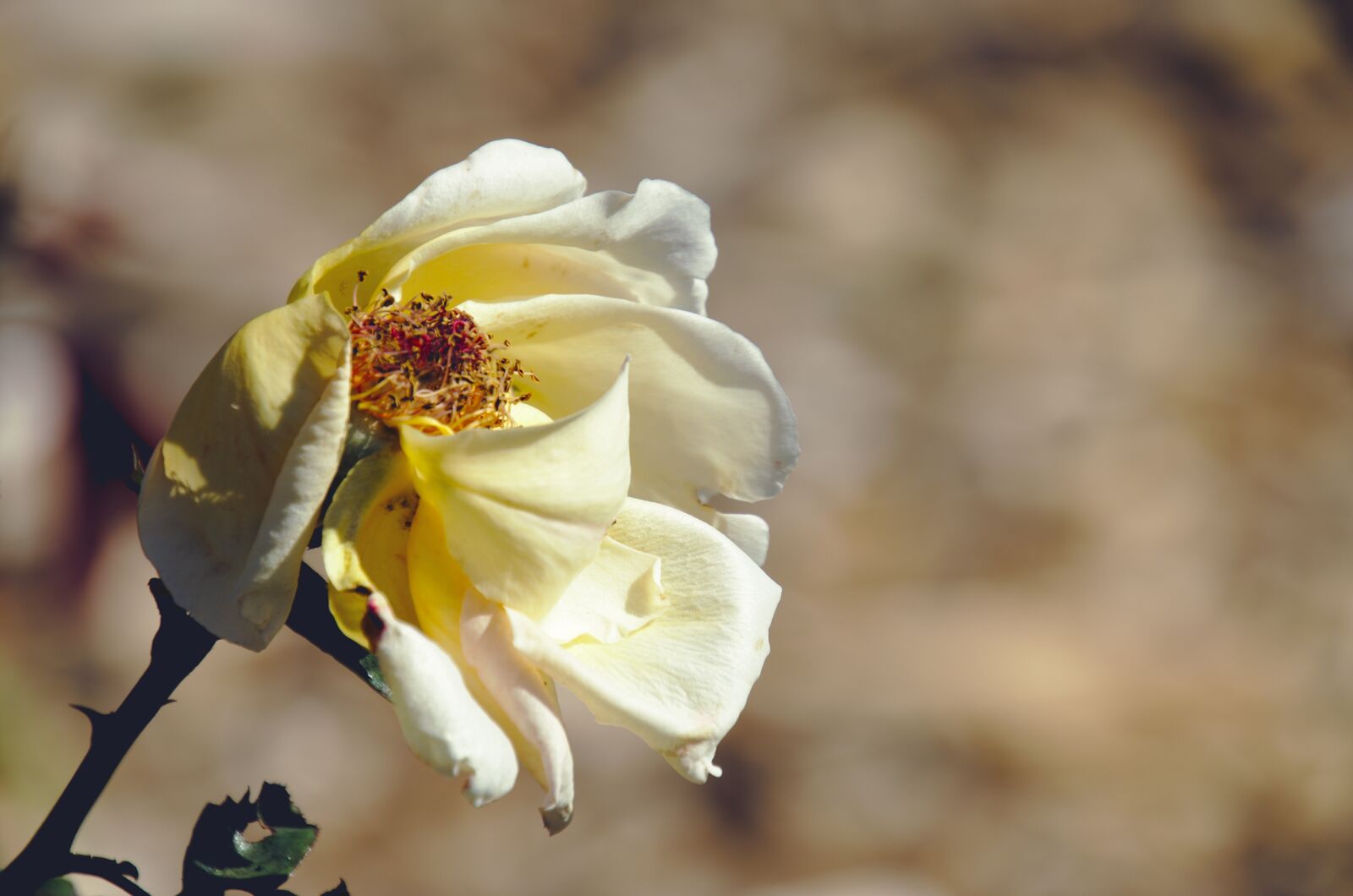 Nikon D7000 sample photo. Rose, yellow, wilting photography