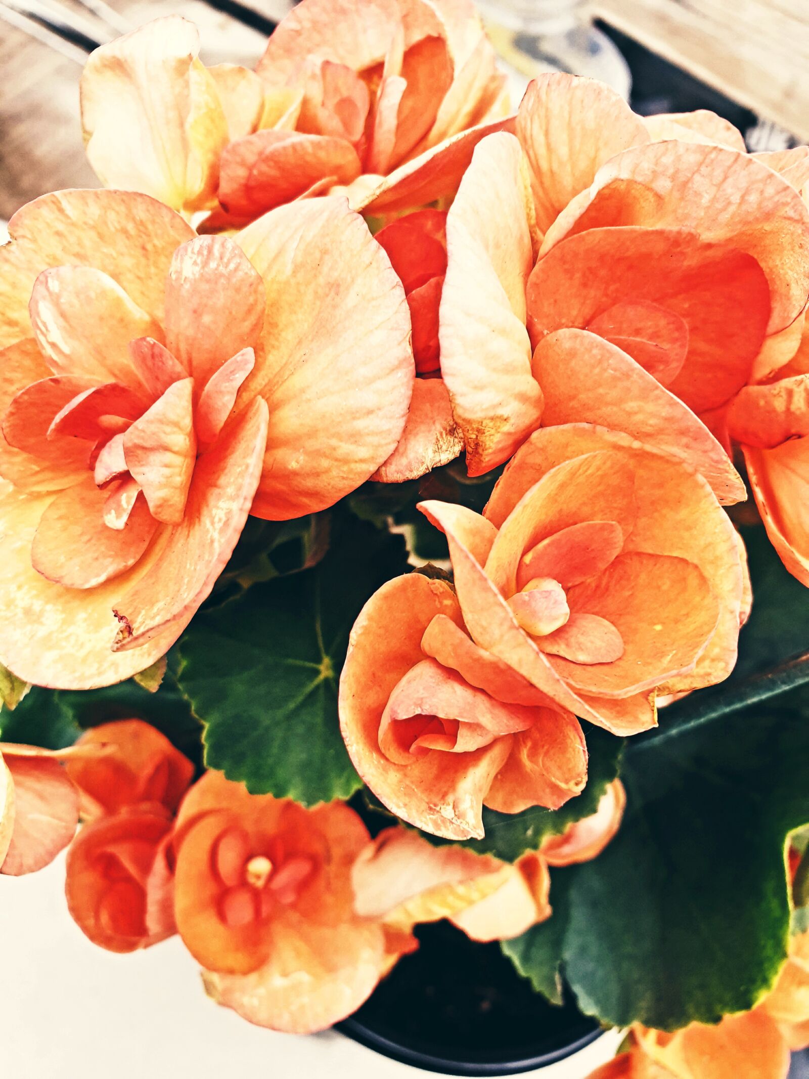 Samsung Galaxy Note9 sample photo. Begonias, flowers, orange photography