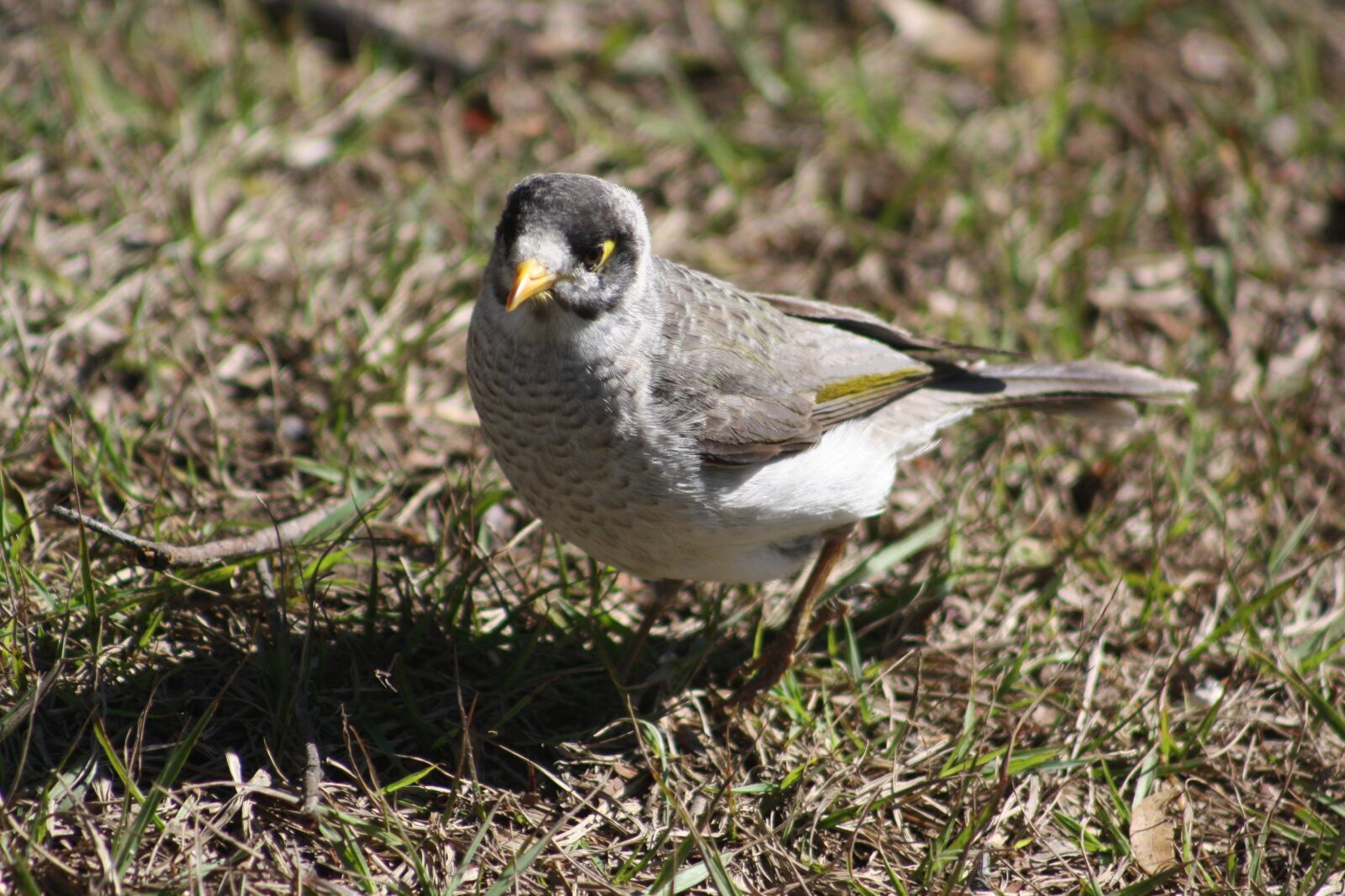 Canon EOS 1000D (EOS Digital Rebel XS / EOS Kiss F) sample photo. Noisy miner, bird, native photography