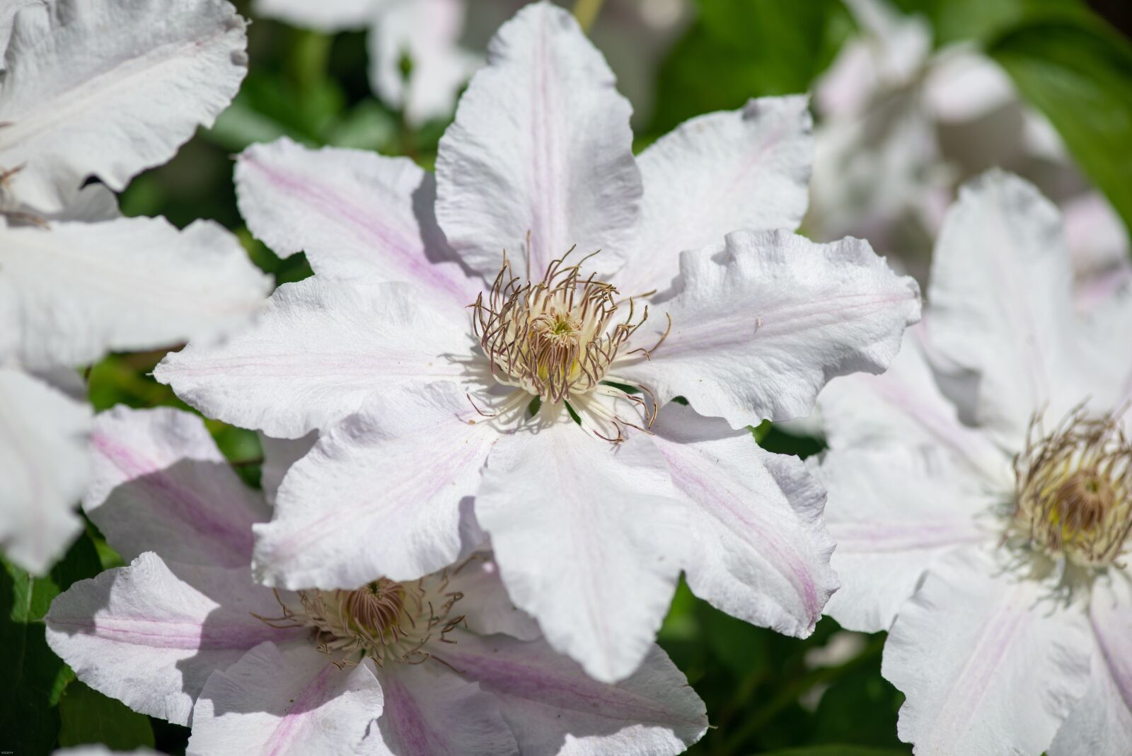 Nikon D800 sample photo. Clematis, bloom, white photography