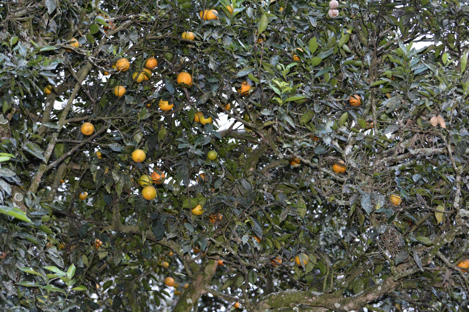 Nikon D7100 sample photo. Oranges, tree, orange photography