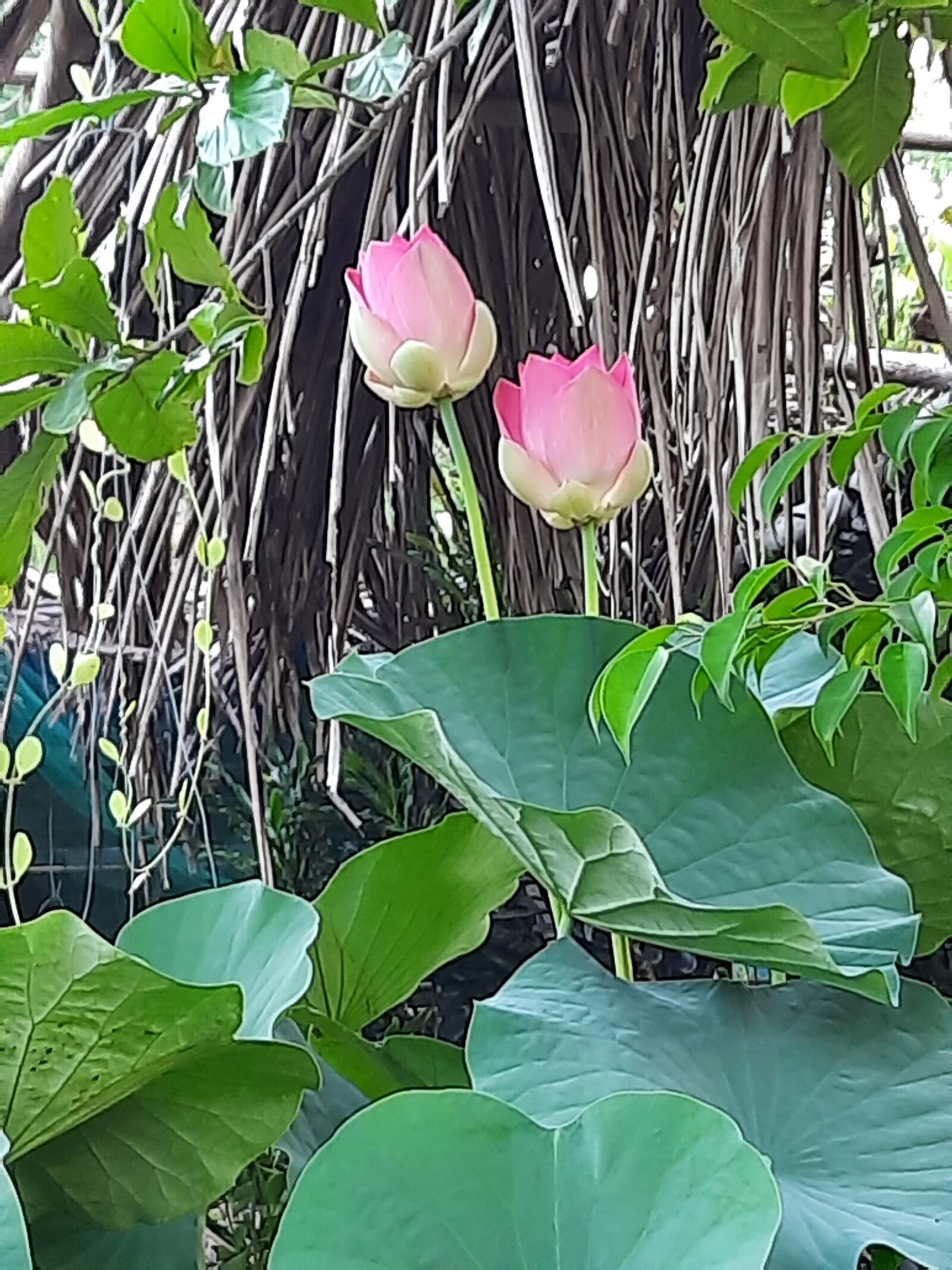 Samsung SM-M215F sample photo. Lotus doll, lotus, lotus photography