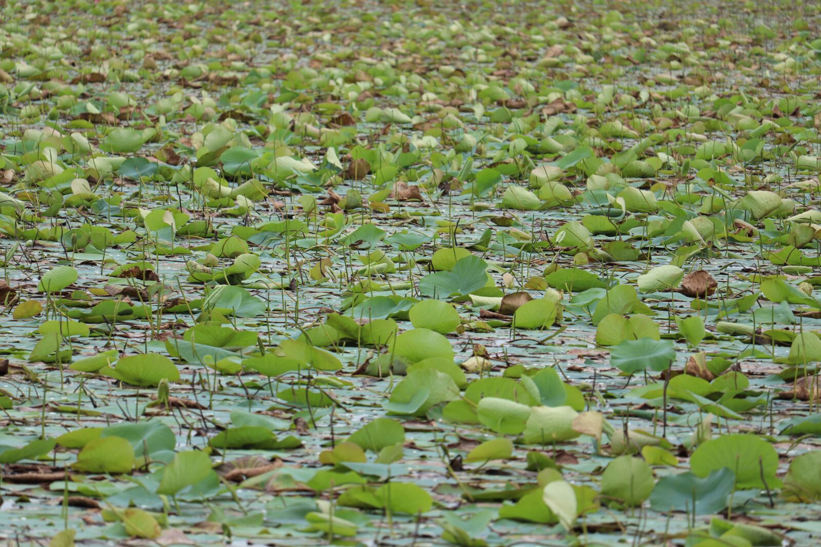 Canon EOS 250D (EOS Rebel SL3 / EOS Kiss X10 / EOS 200D II) sample photo. Nature, water, green photography