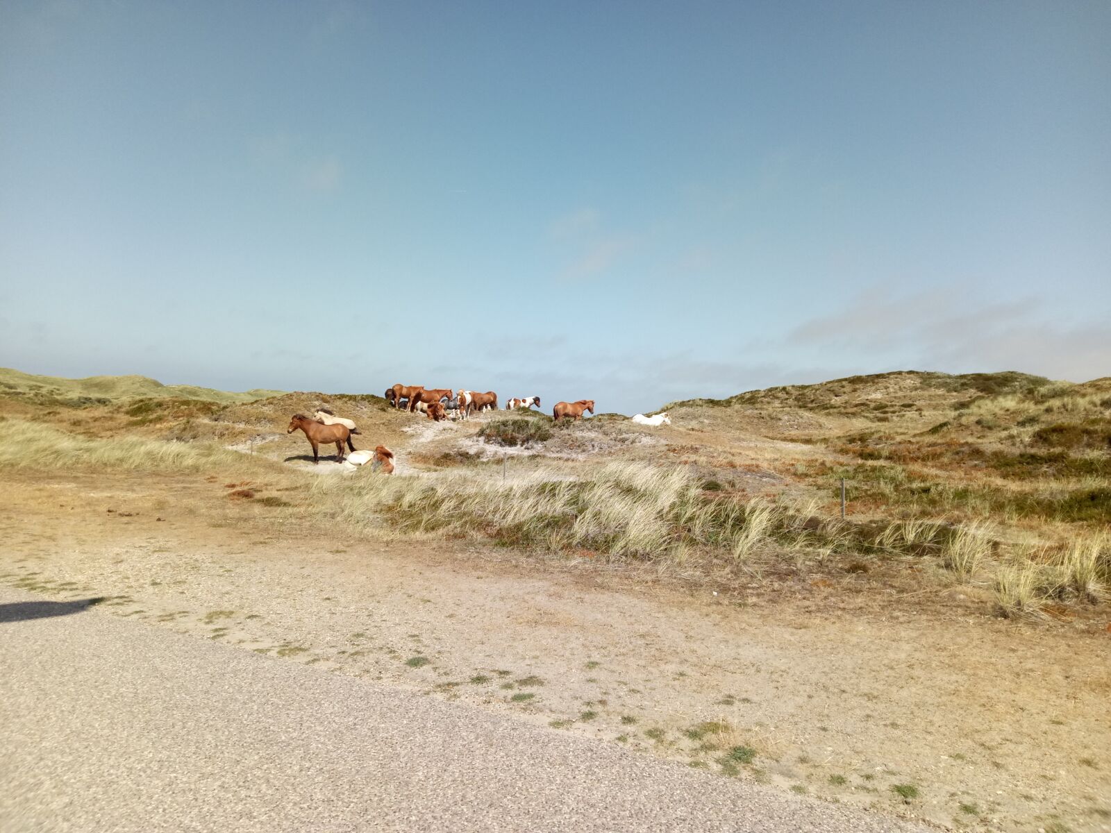 HUAWEI honor 6C Pro sample photo. Denmark, houstrup, horses photography