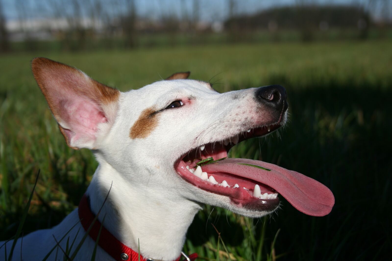 Canon EOS 350D (EOS Digital Rebel XT / EOS Kiss Digital N) sample photo. Dog, friendship, fidelity photography