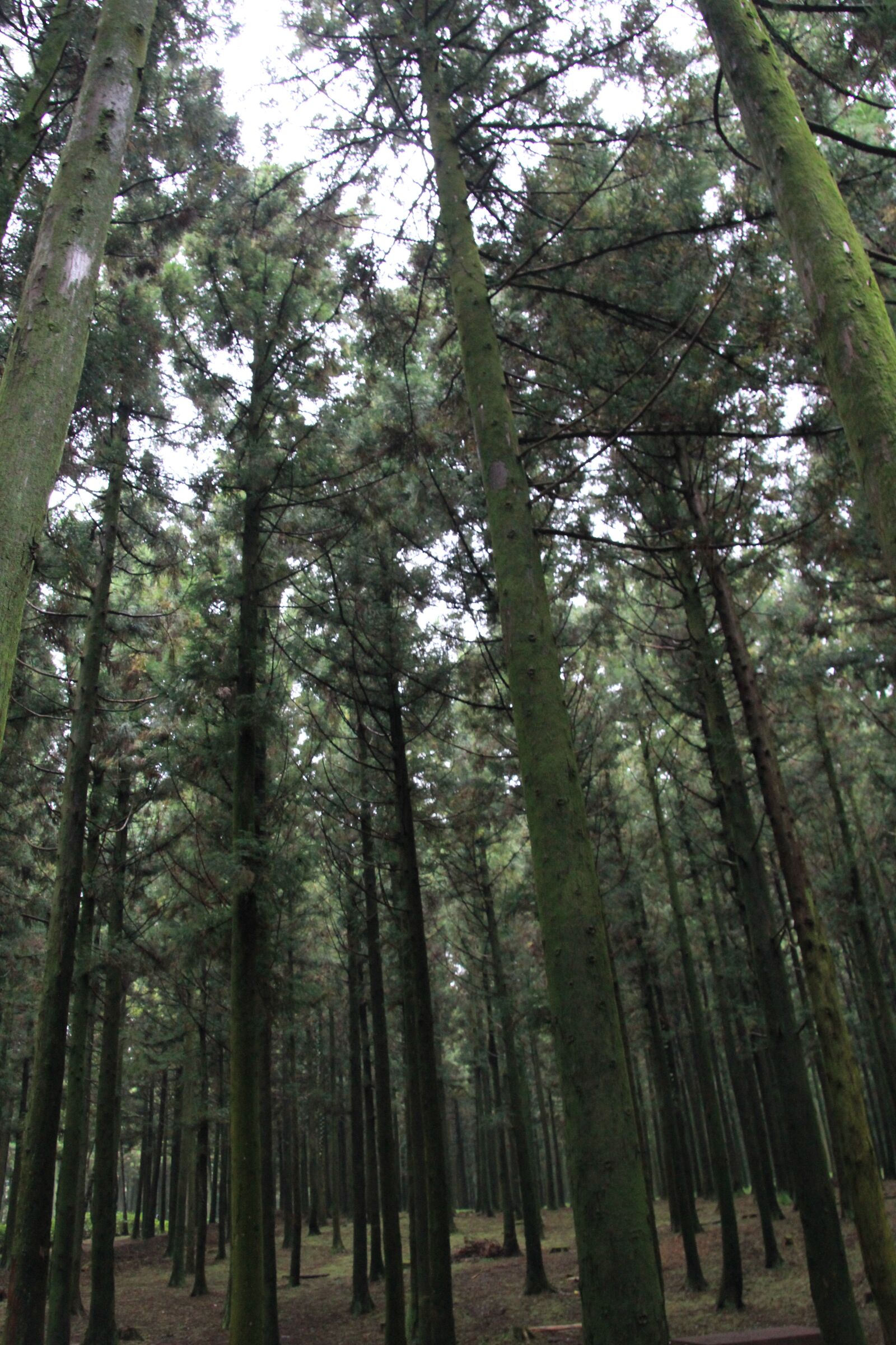Canon EOS 60D sample photo
