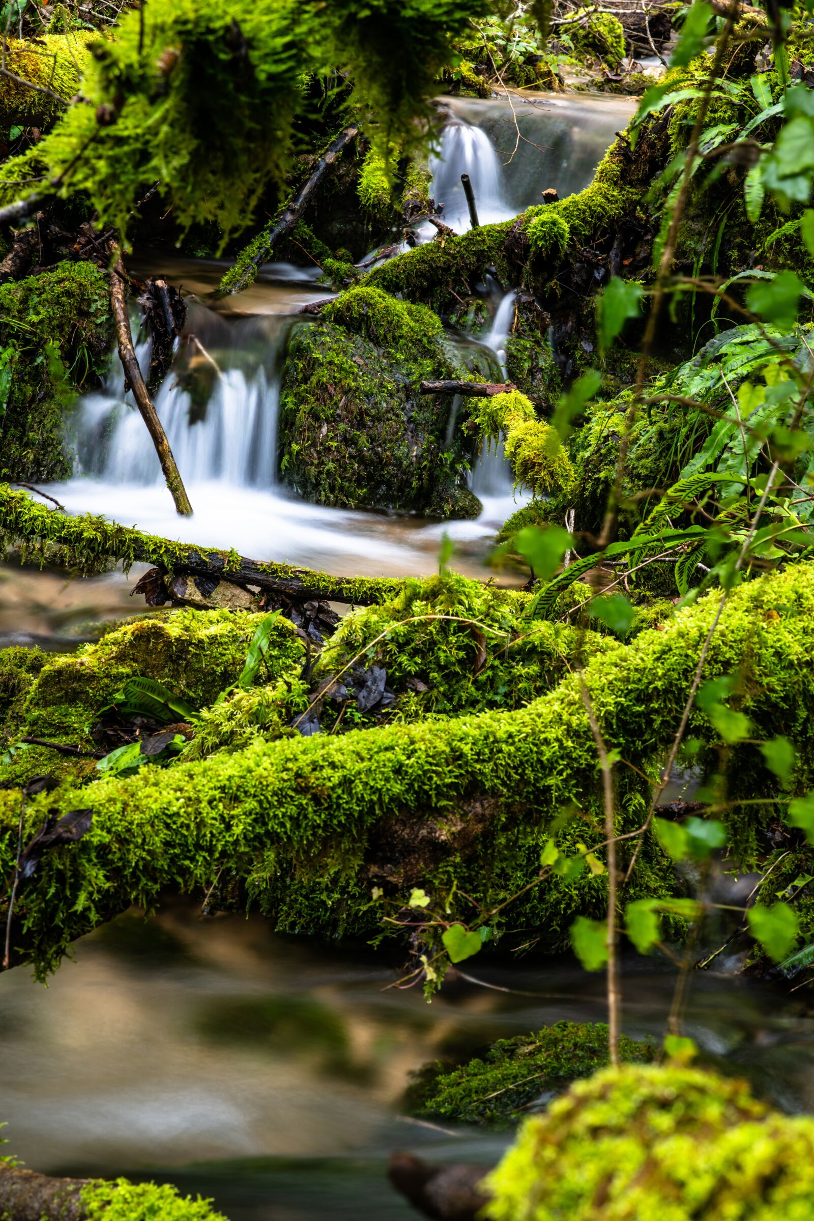 Nikon D850 sample photo. Nature, incredible, color photography