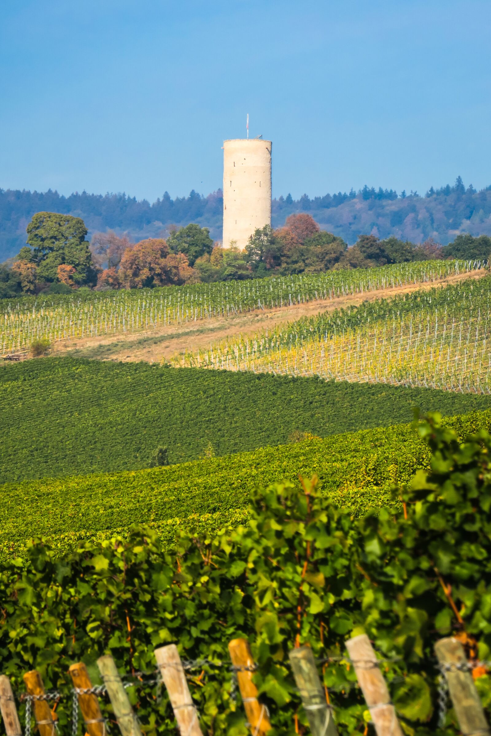 Canon PowerShot G3 X sample photo. Vineyard, burgruine, ruin photography