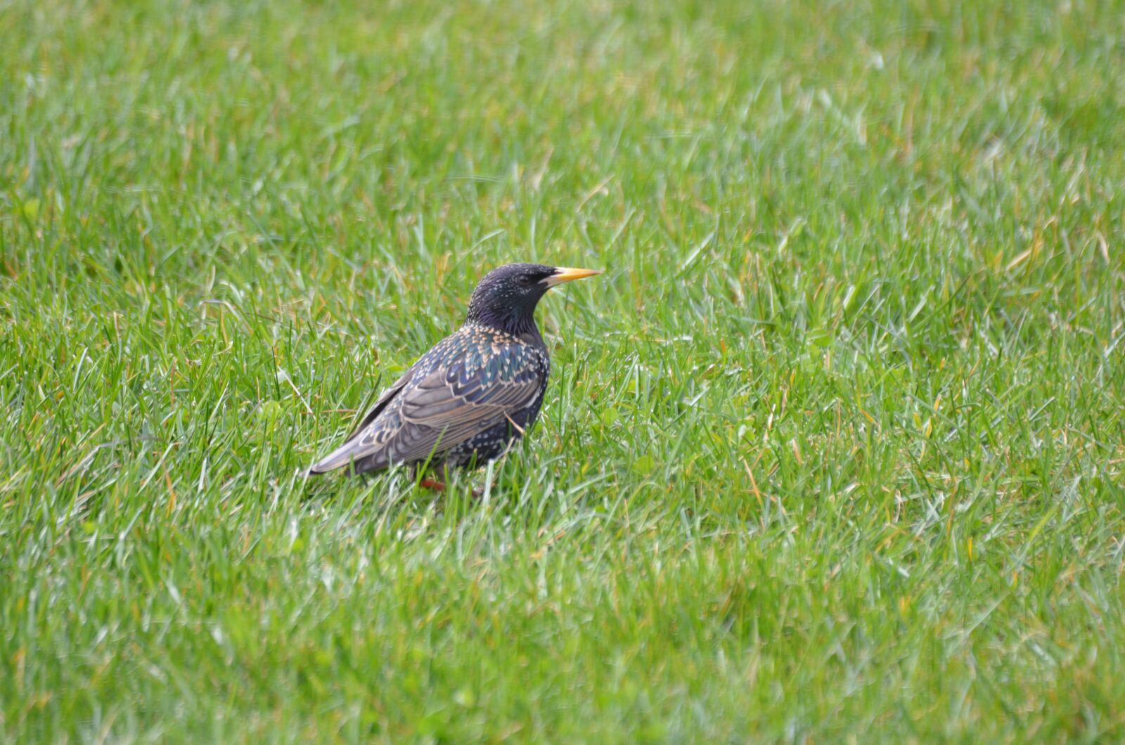 Nikon D5100 sample photo. Star, bird, spring photography