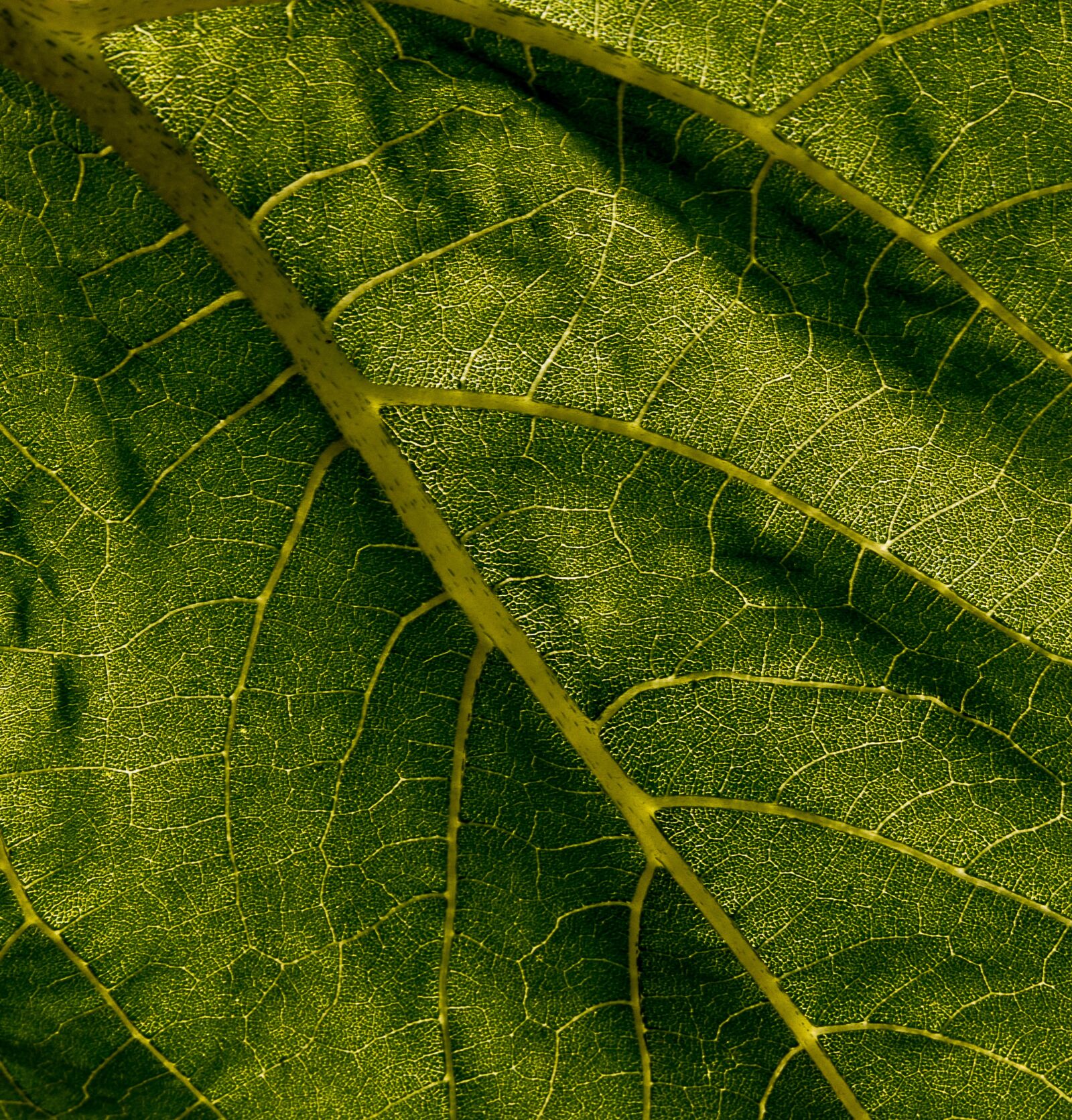 Canon EOS 80D sample photo. Leaf, plant, green photography