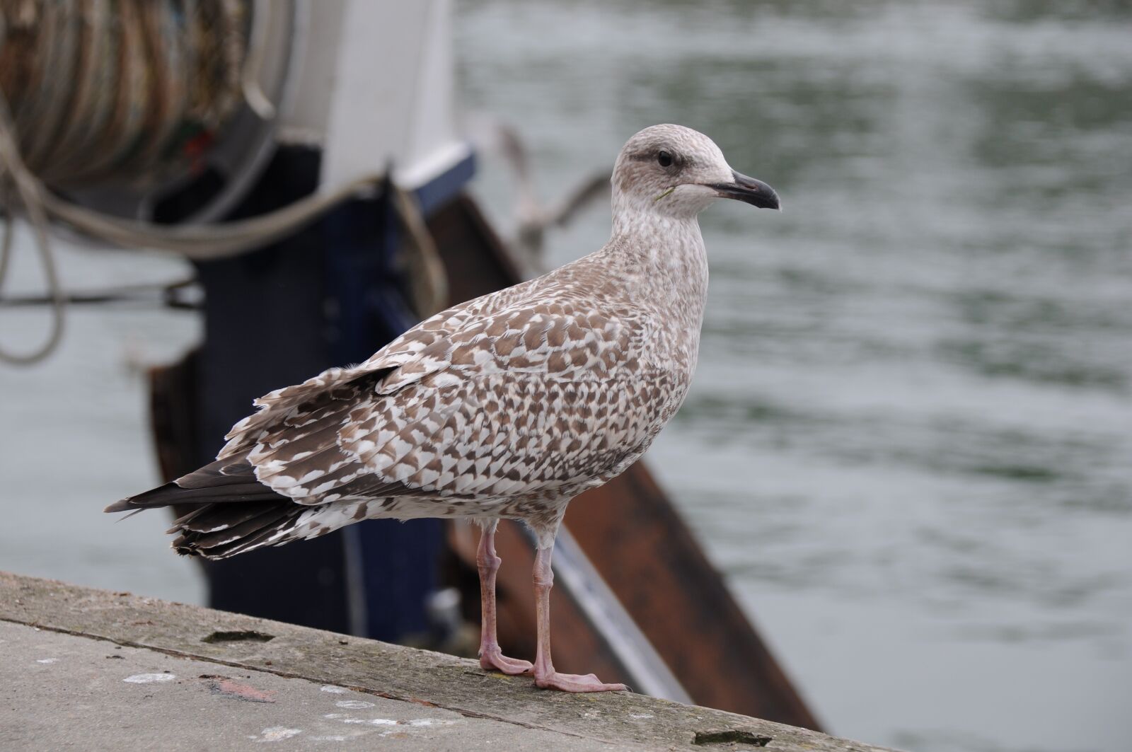 Nikon D90 sample photo. Seagull, bird, sea photography