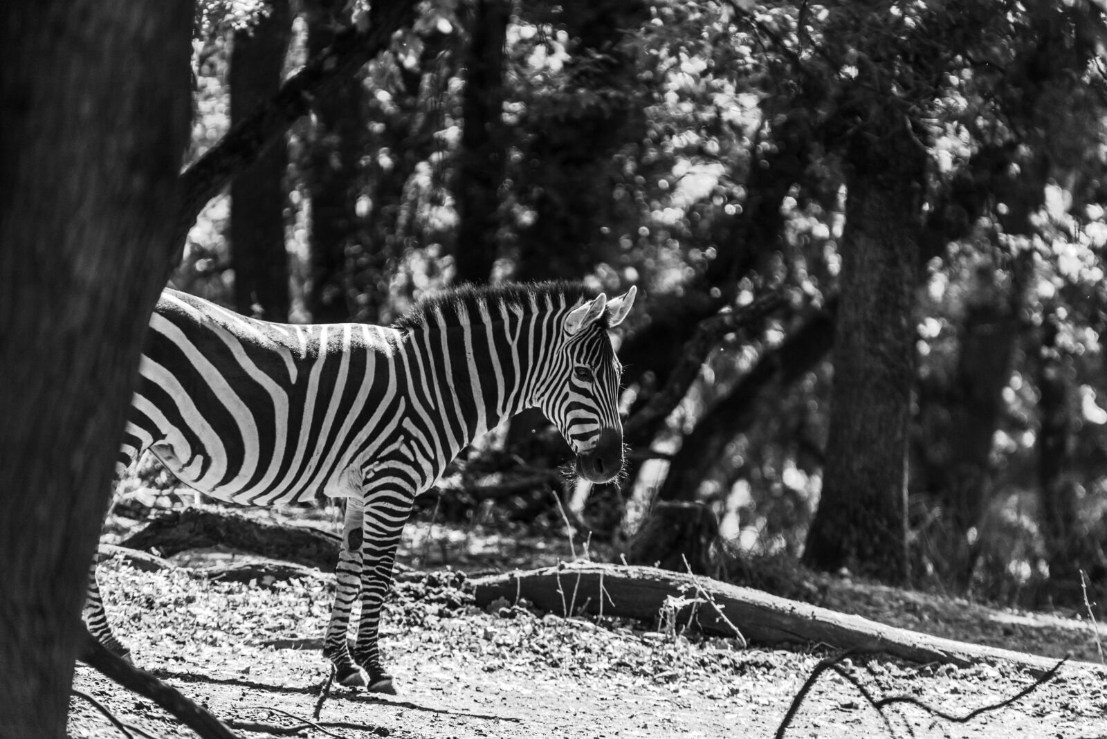 Nikon D750 sample photo. Zebra, animal, safari photography