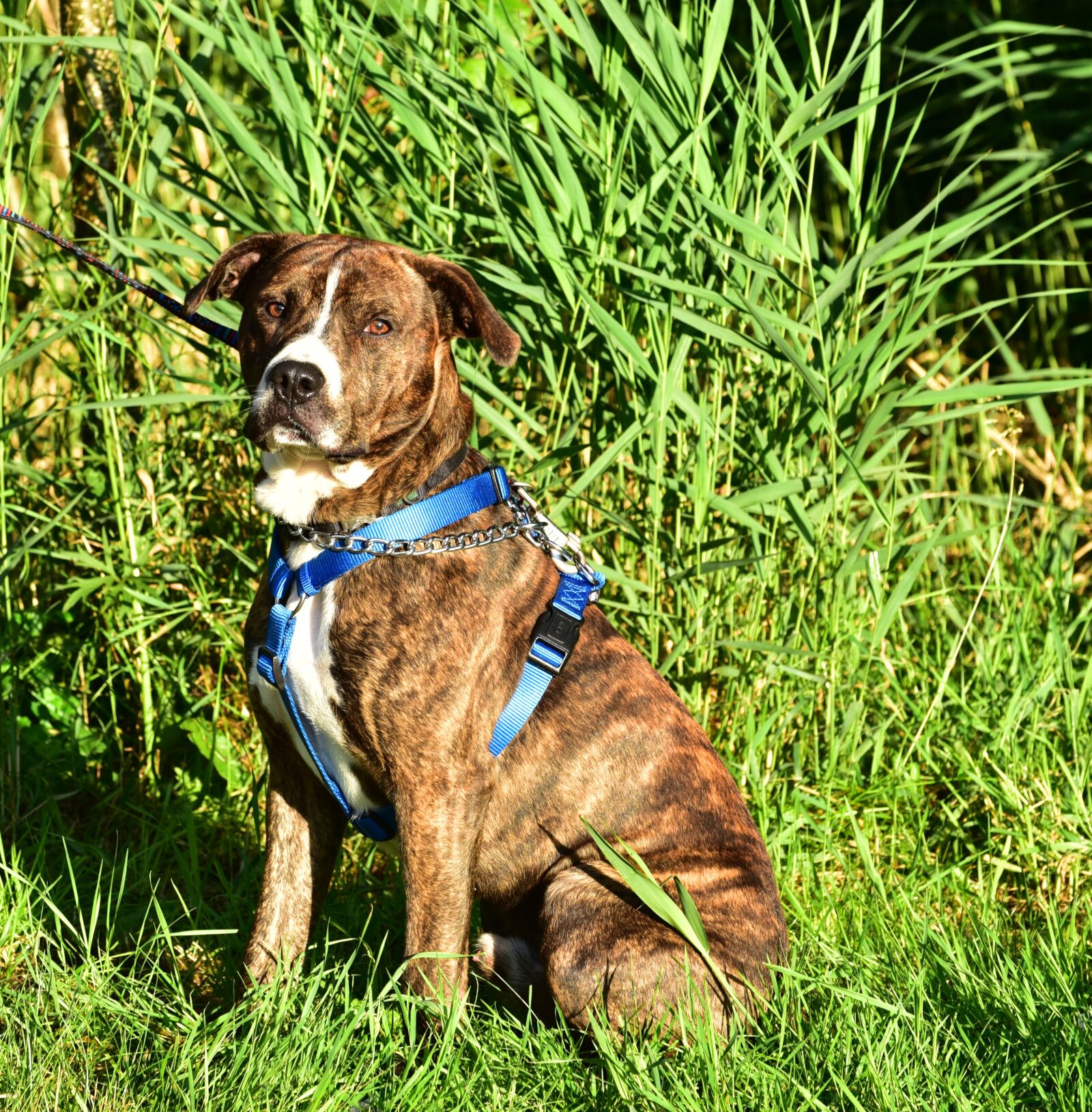 Nikon D750 sample photo. Dog, brown, hybrid photography