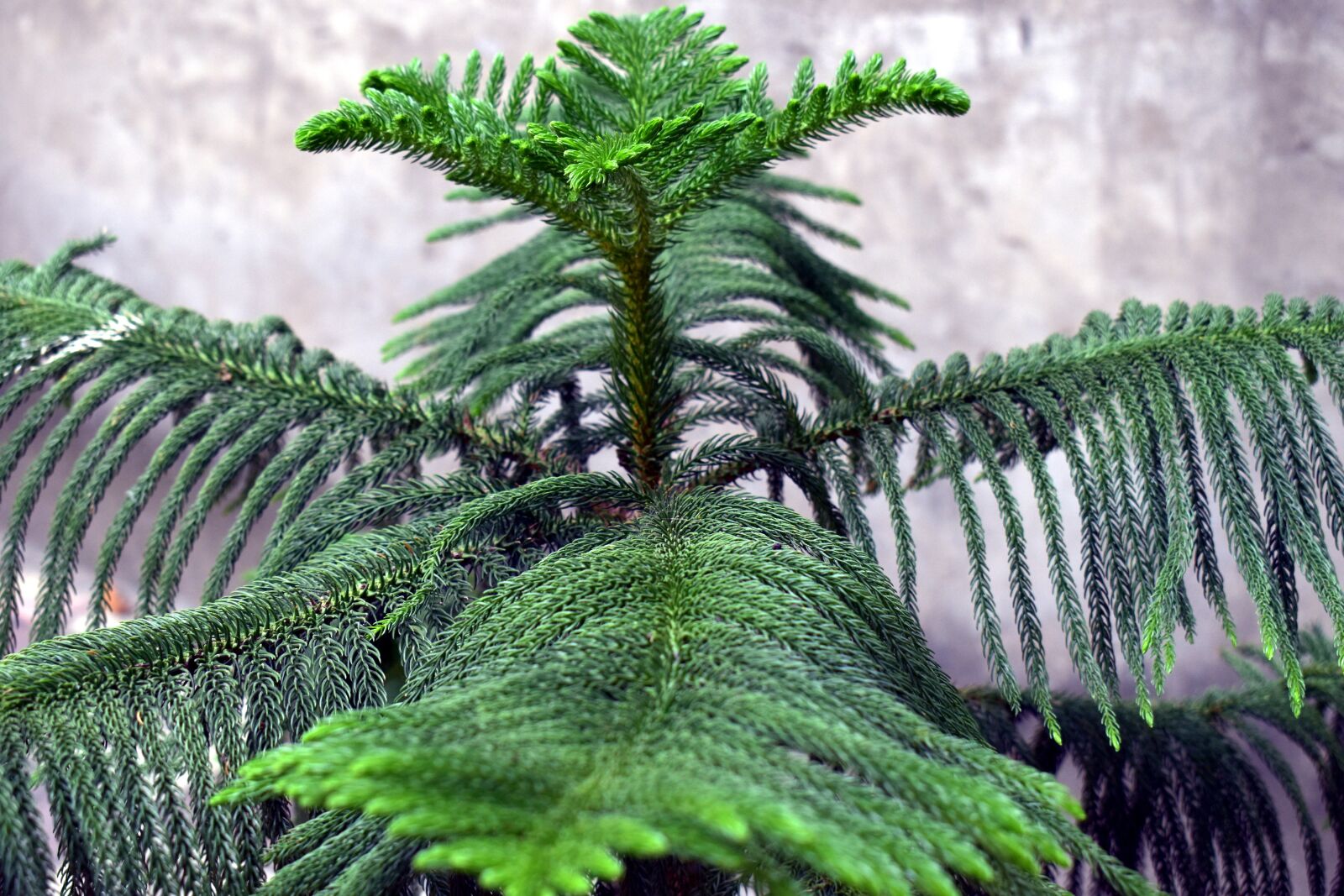 Nikon D5600 sample photo. Star pine, triangle tree photography