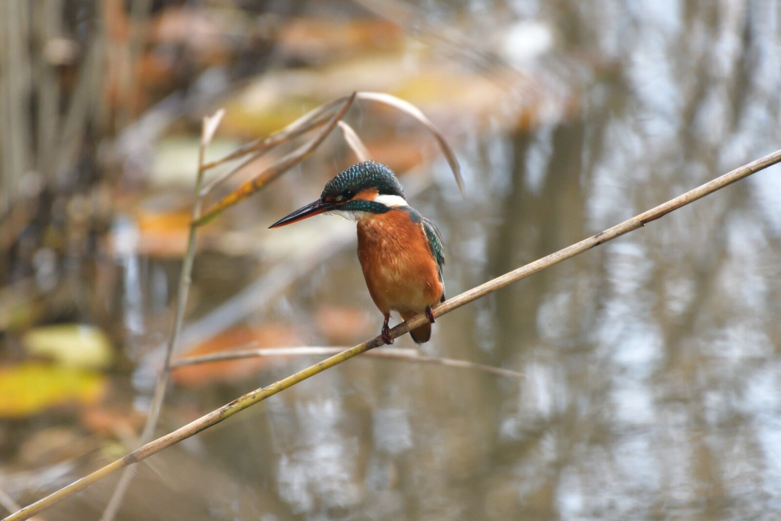 Nikon D500 sample photo. Bird, natural, wild animals photography
