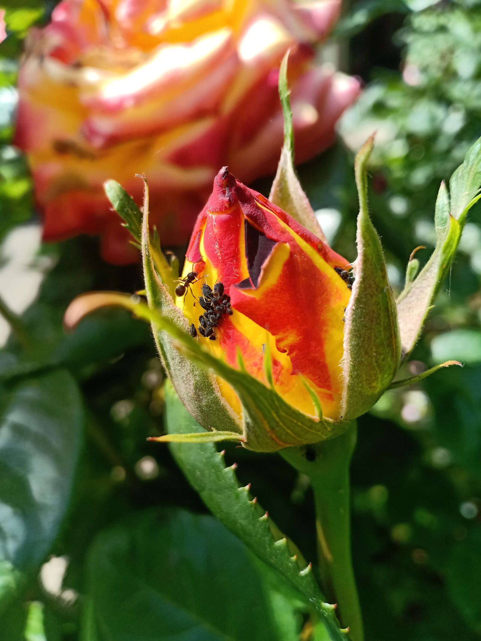 OPPO F7 sample photo. Rosebud, rose, aphid photography