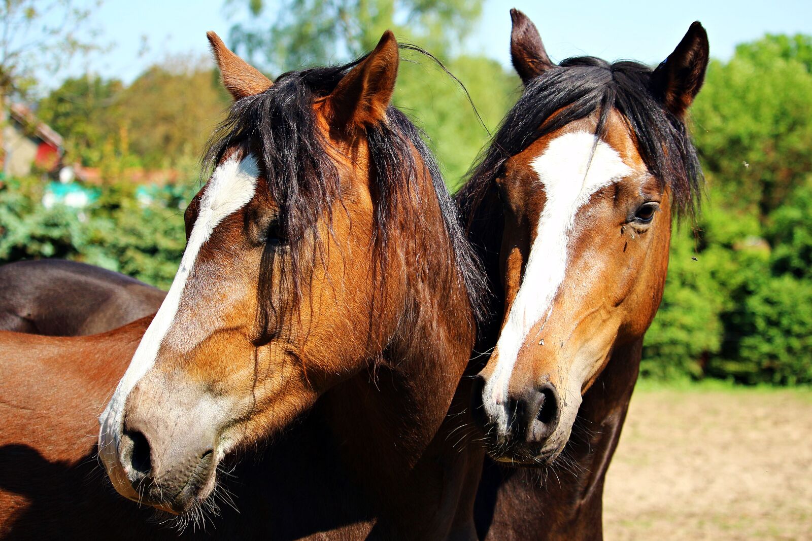 Canon EOS 100D (EOS Rebel SL1 / EOS Kiss X7) sample photo. Horse horse head, pony photography