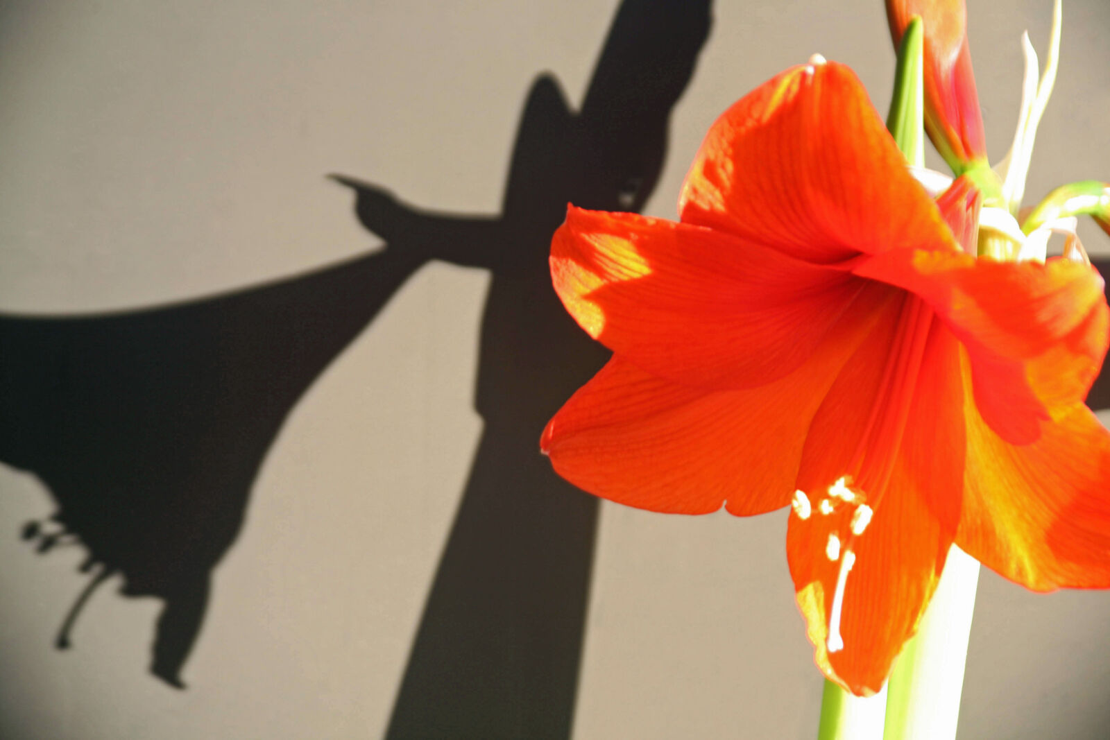 Canon EOS 5D sample photo. Amaryllis, beautiful, flowers photography