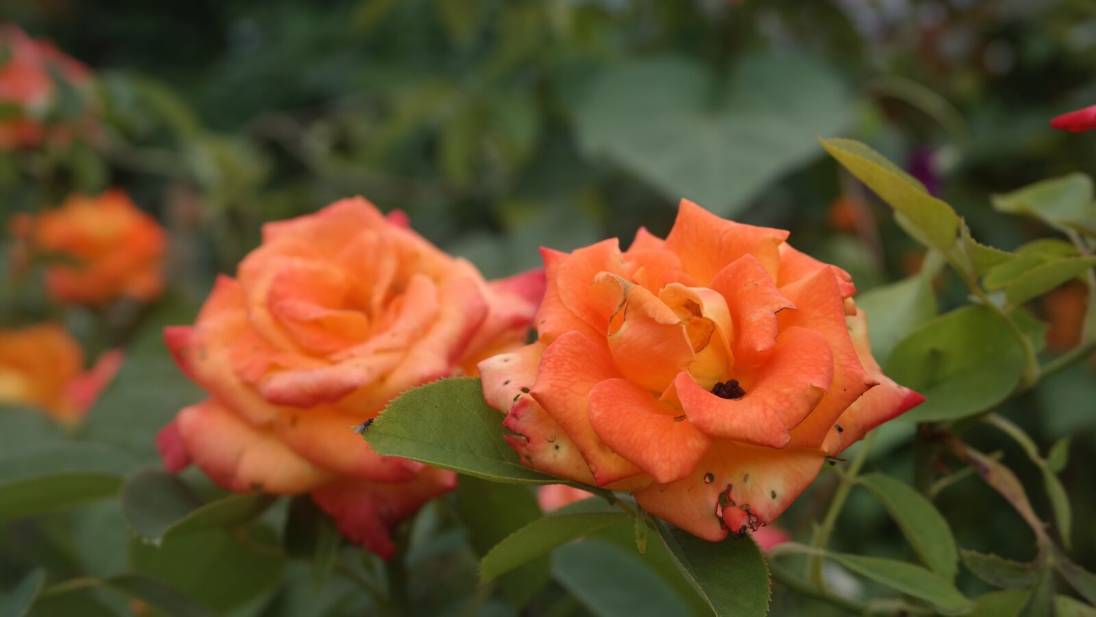 Samsung NX300 sample photo. Rose, orange, flower photography