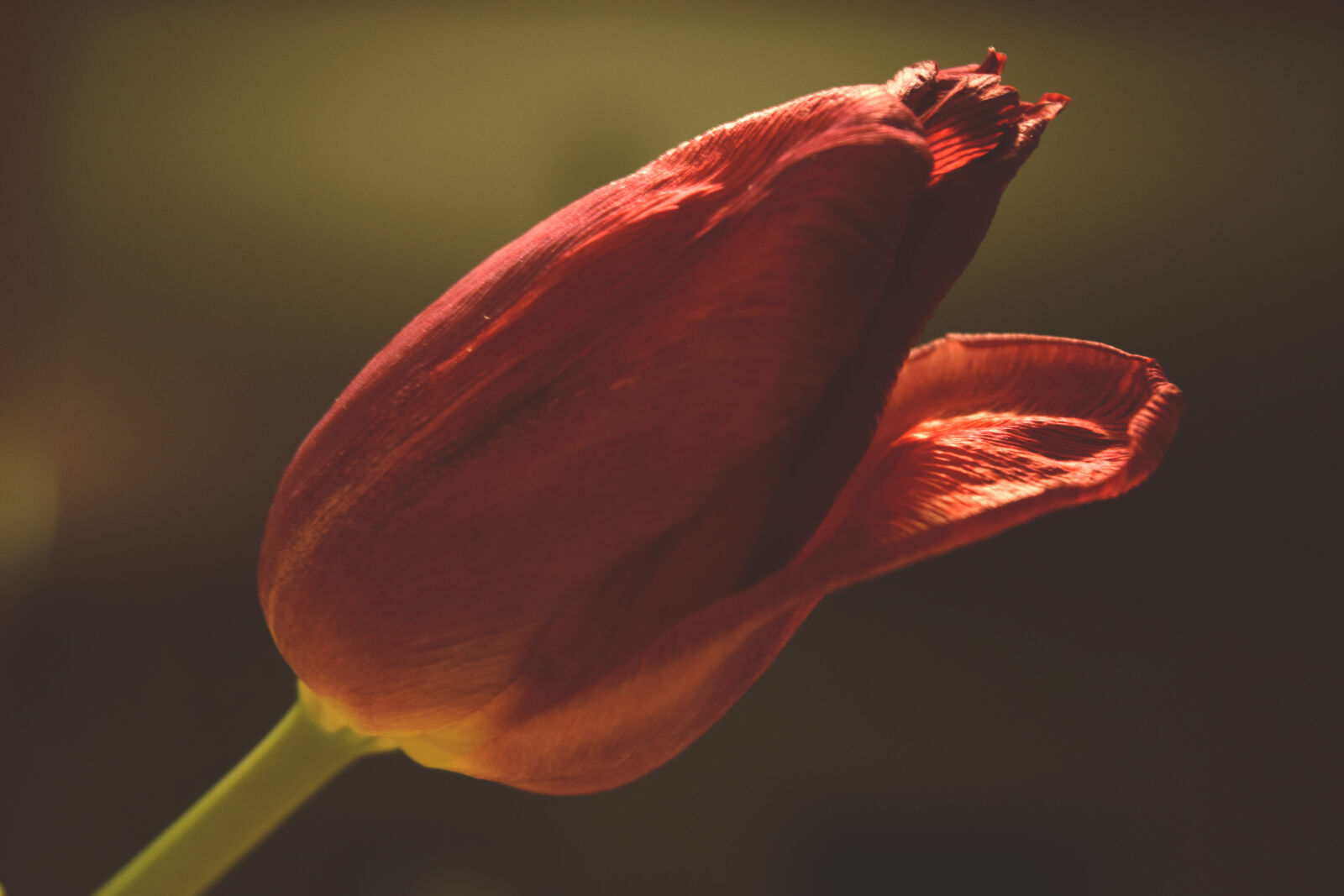 Nikon D3300 sample photo. Flowers, red, tulip, tulip photography