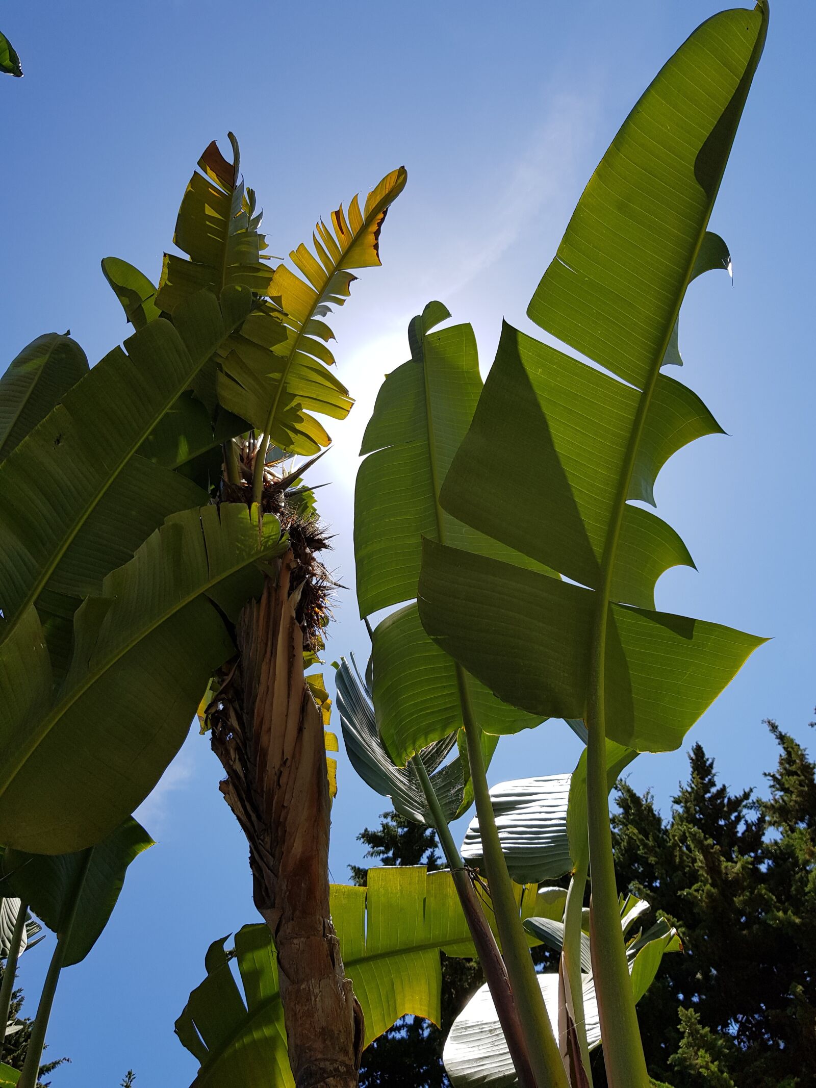 Samsung Galaxy S8 sample photo. Plant, sunshine, dappled photography
