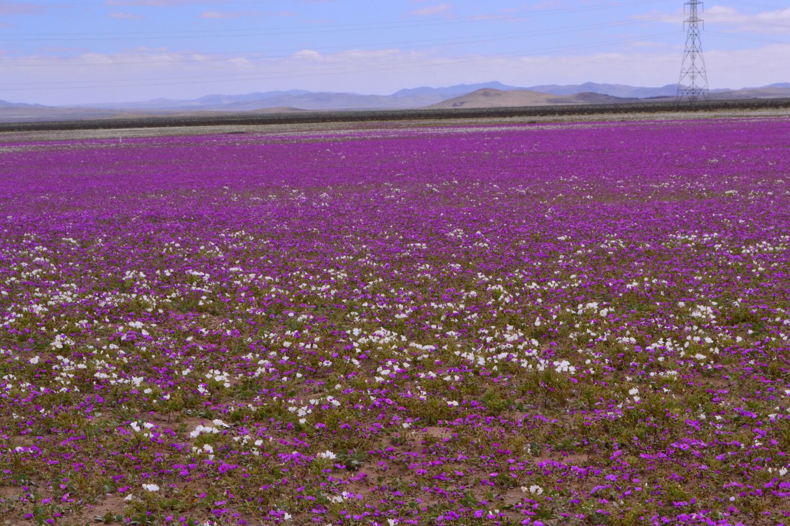Nikon D3100 sample photo. Desert, blossom, flower photography