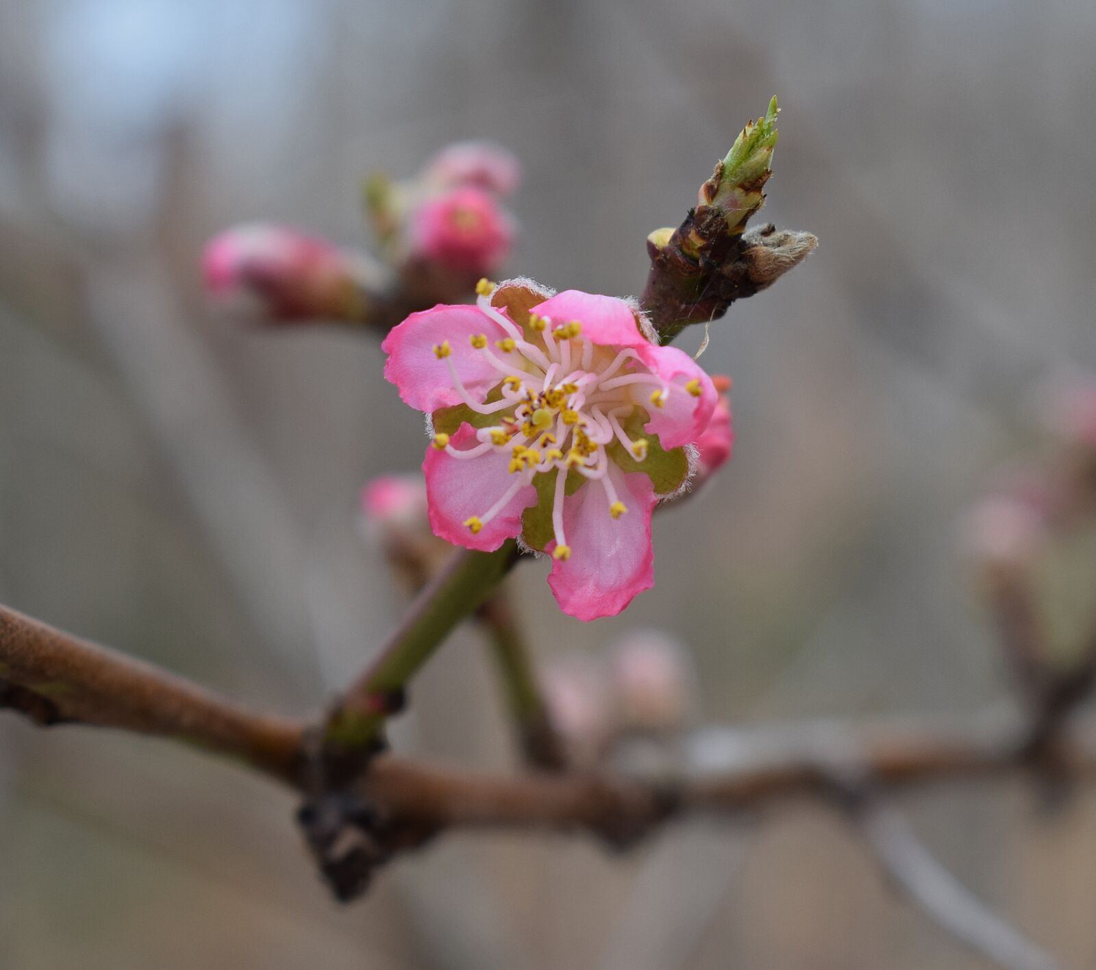 Nikon D3300 sample photo. Peach blossom bud open photography