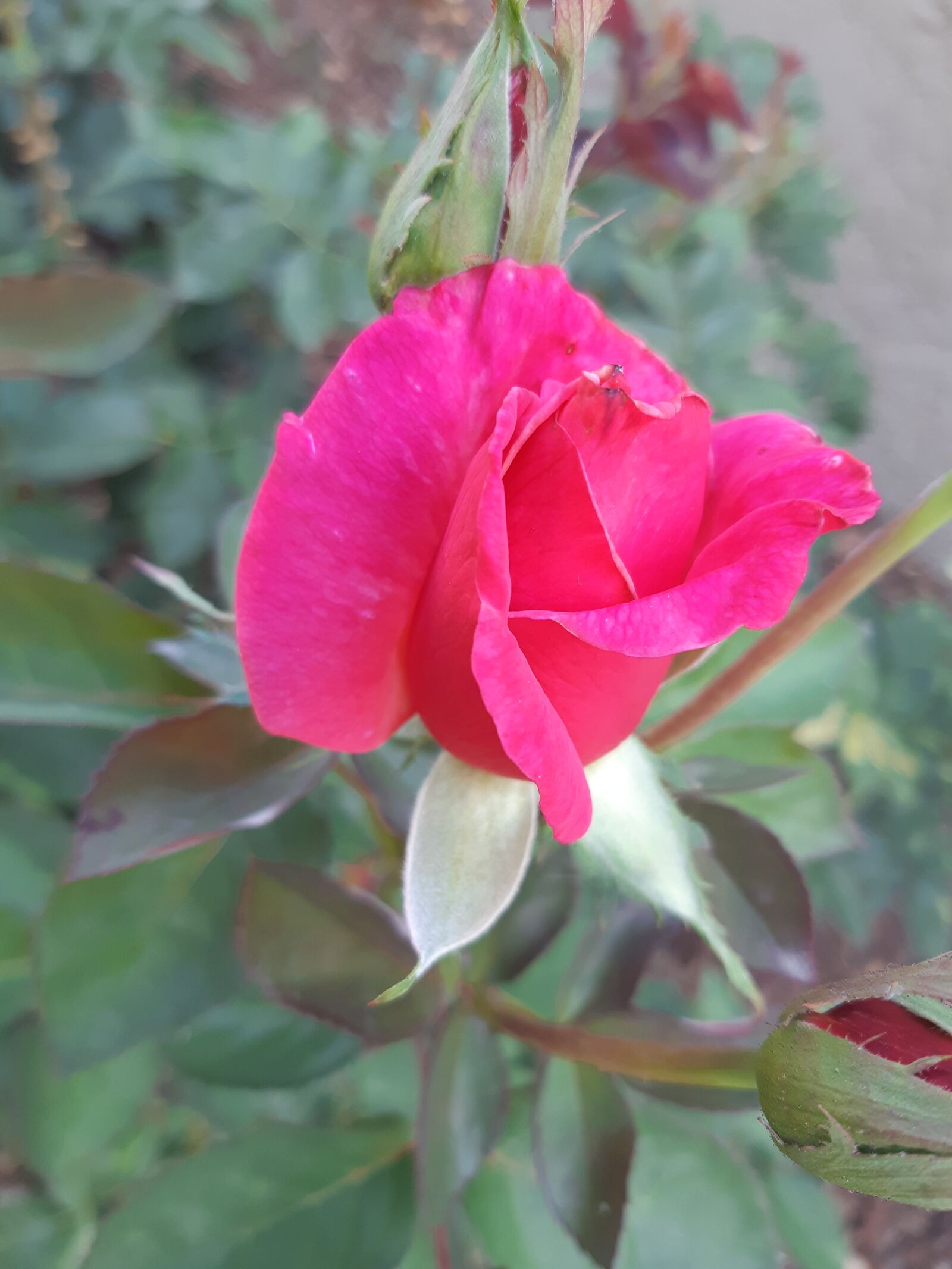 Samsung Galaxy A8(2018) sample photo. Pink roses, loneliness, alone photography