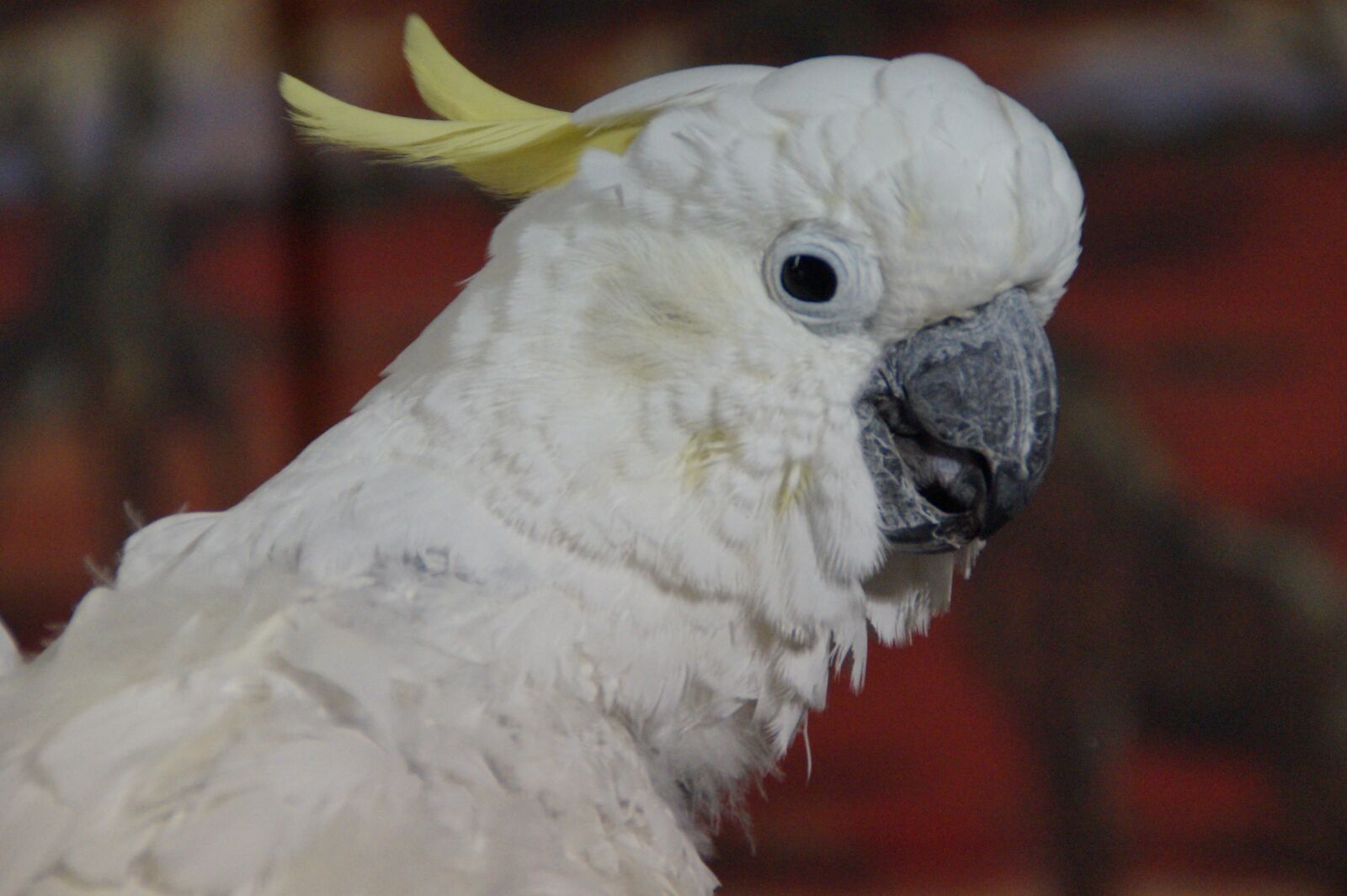 Sony SLT-A58 sample photo. Cockatoo, bird, white cockatoo photography