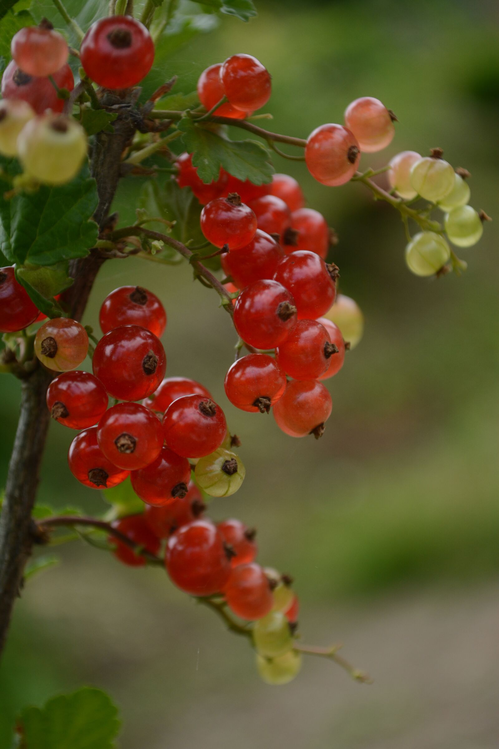 Nikon D5200 sample photo. Currant, red fruit, nuts photography